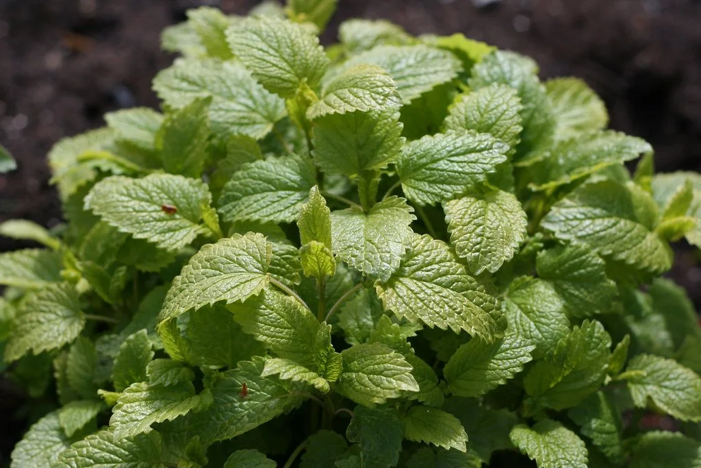 lemon balm.jpg