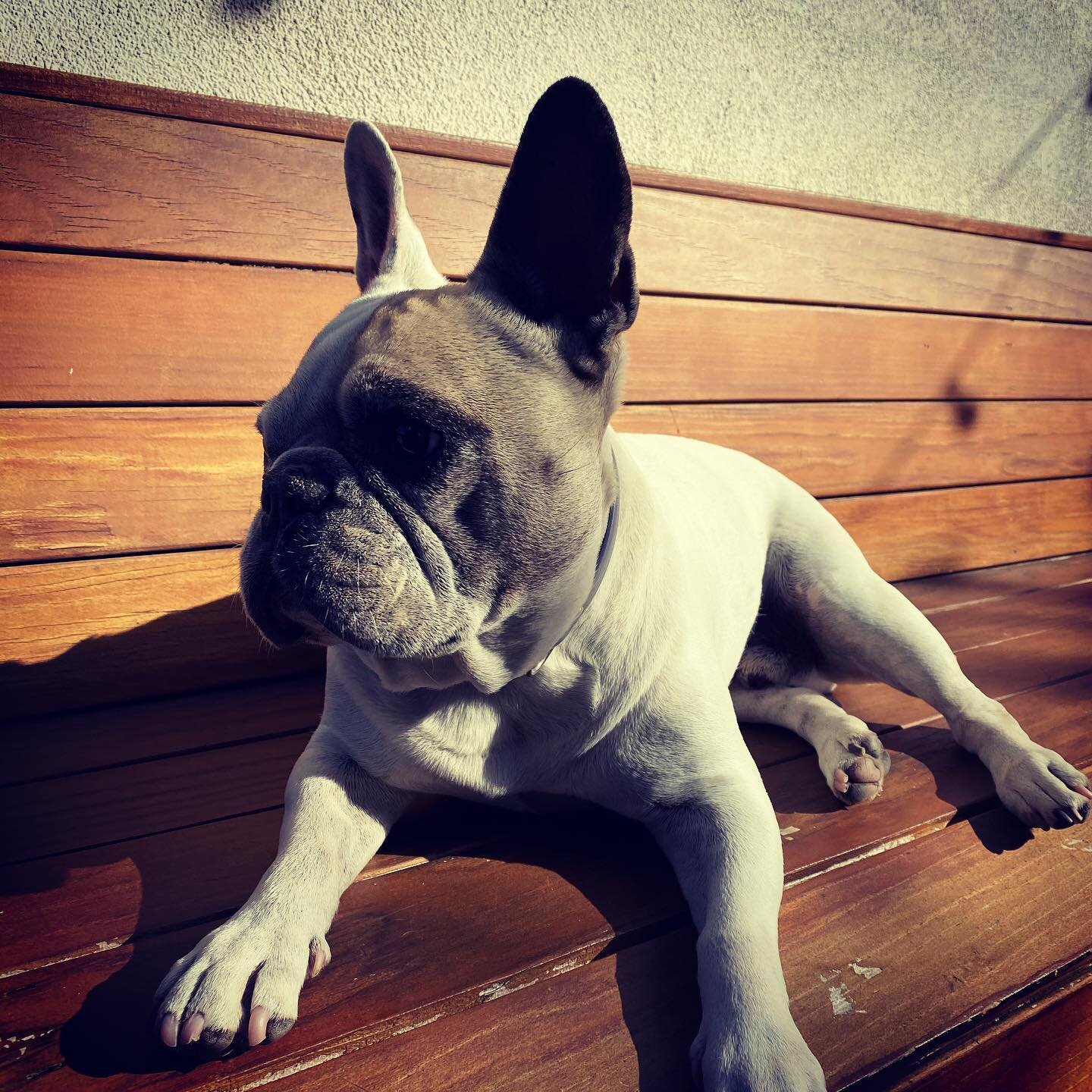 Working from home has taught me that Hank does a whole lot of nothing during the day 

#frenchbulldog #costamesa
