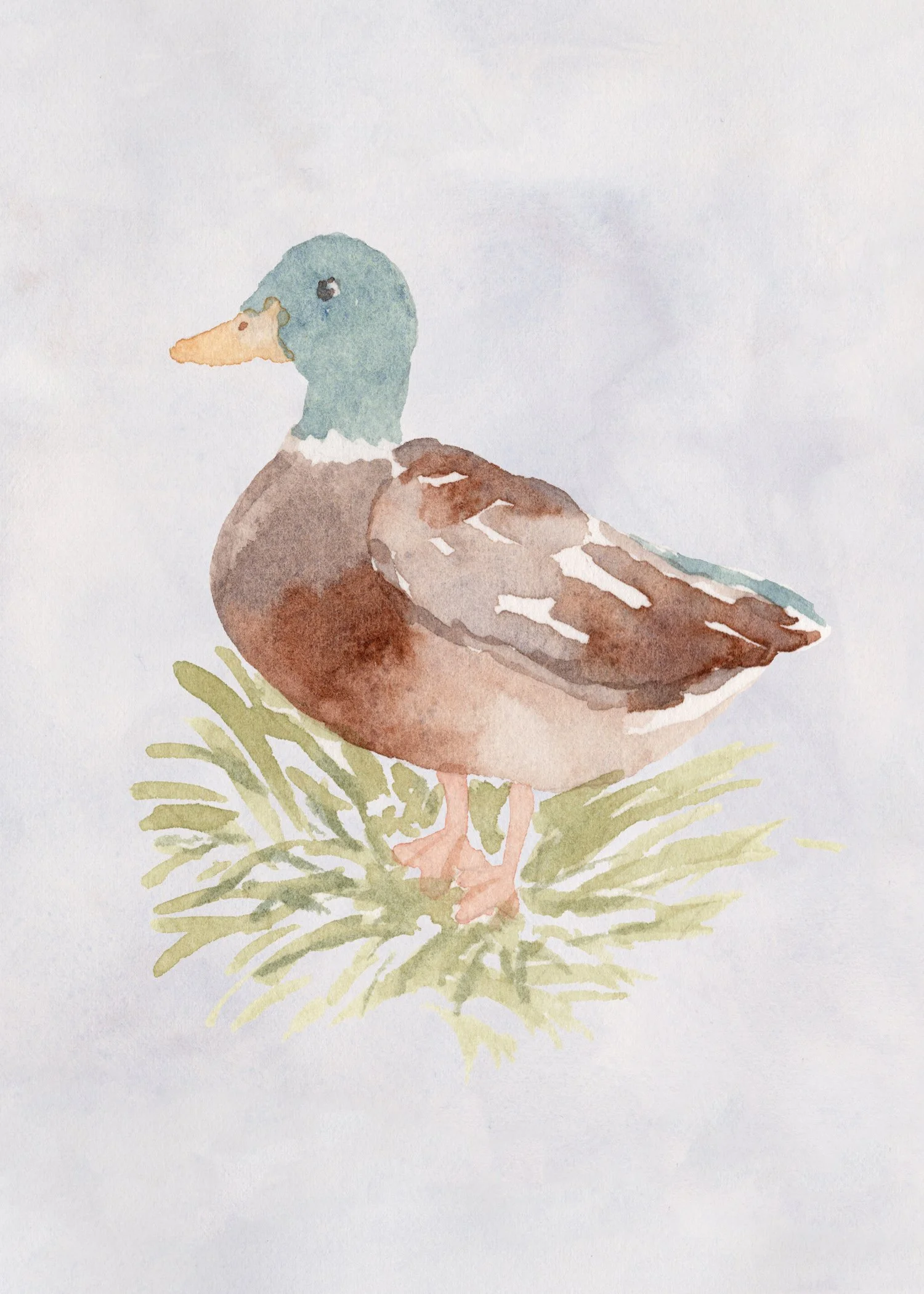 Mallard sm.jpg