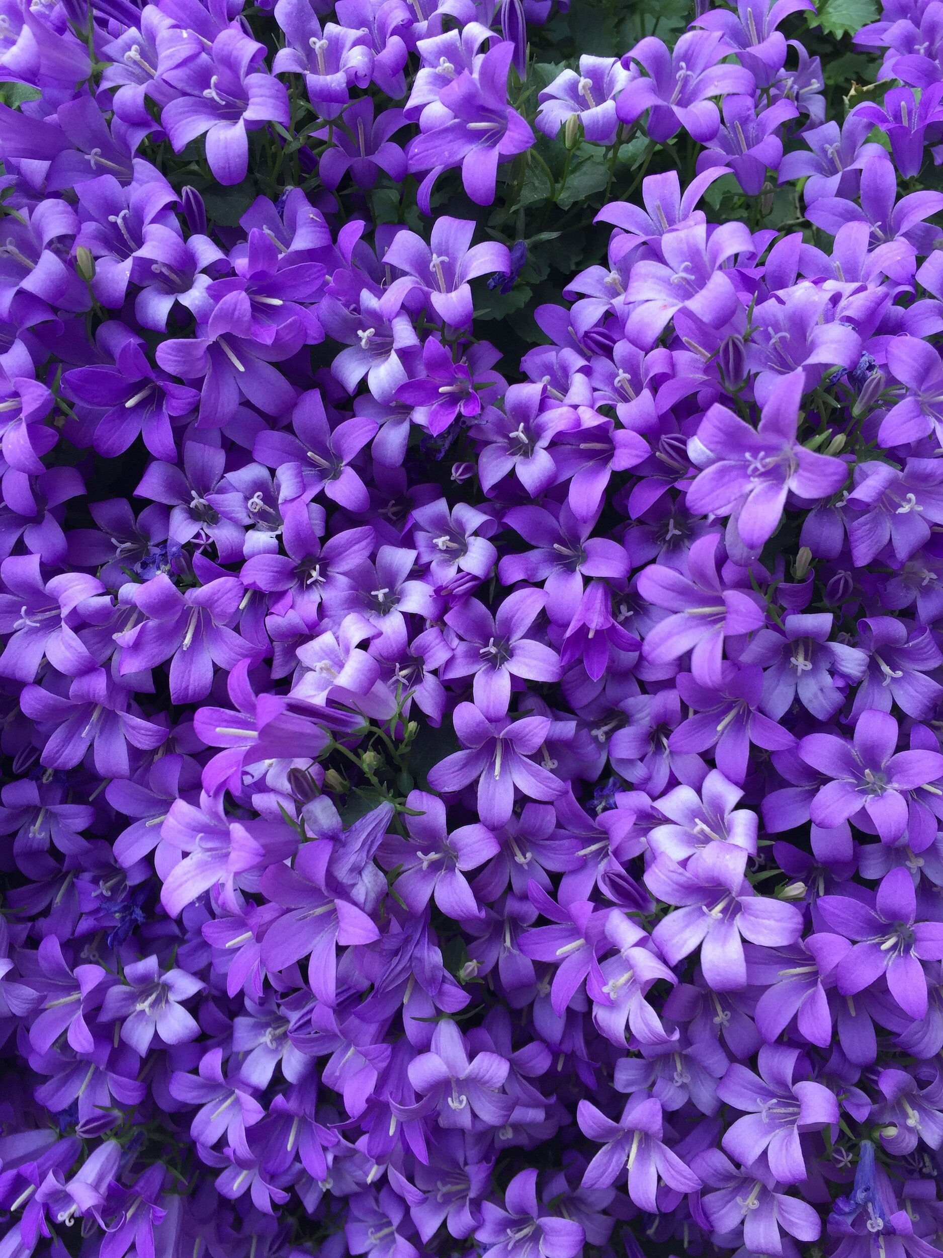 Close-up of a cluster of vibrant purple bell-shaped flowers.