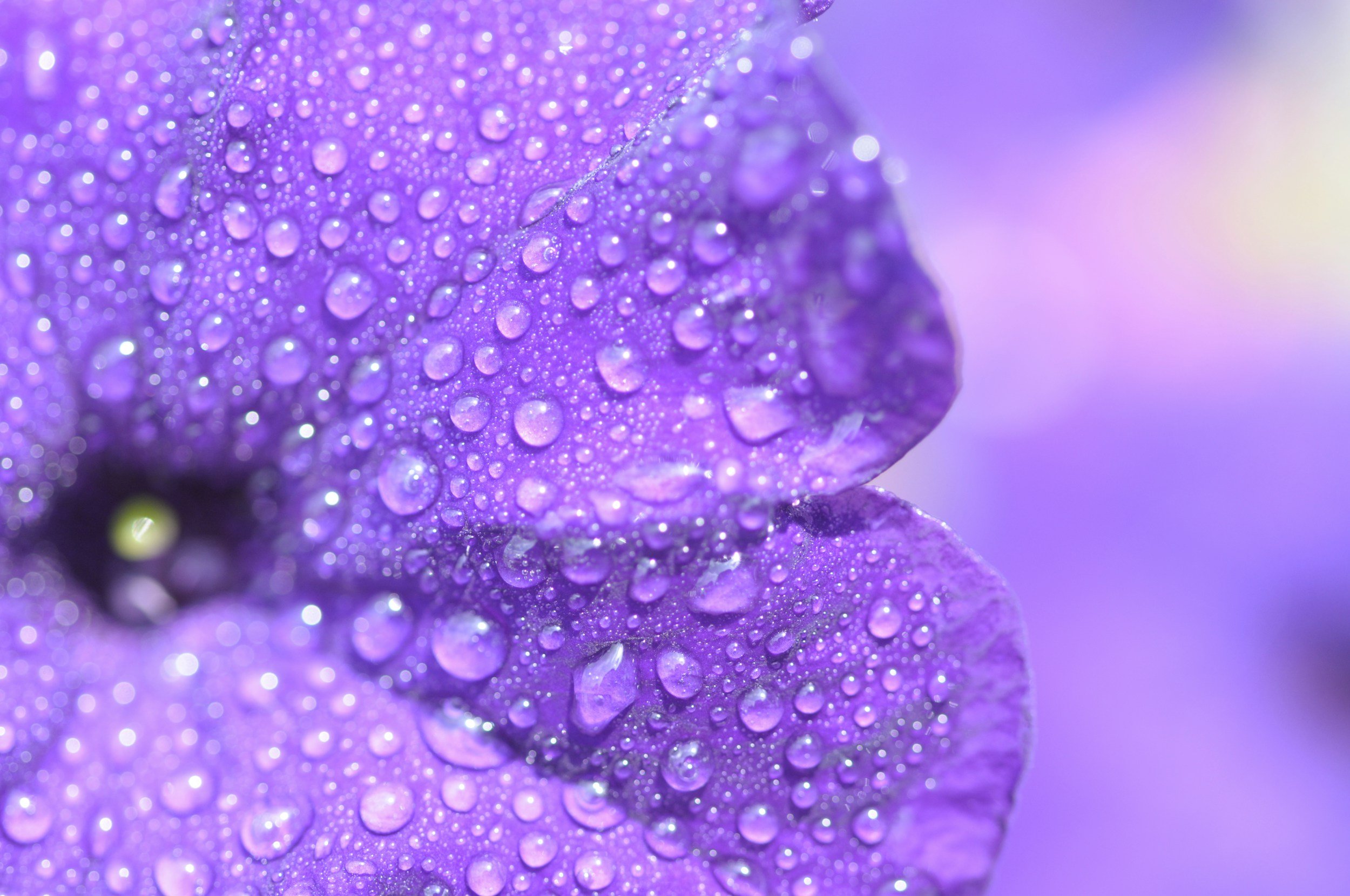 Close-up of a purple flower with dew drops on its petals.