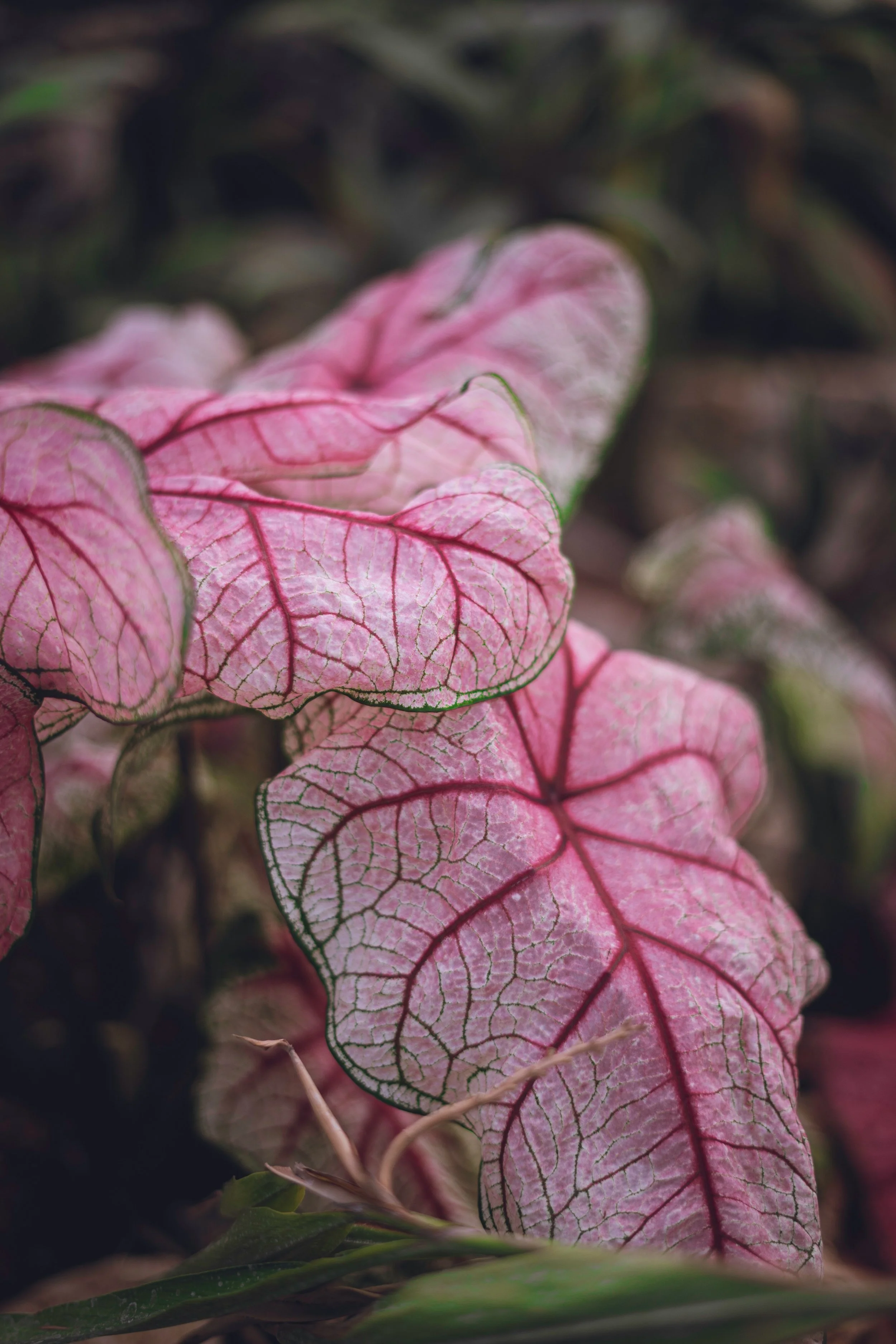 Close-up of pink and green veined leaves with detailed leaf veins.