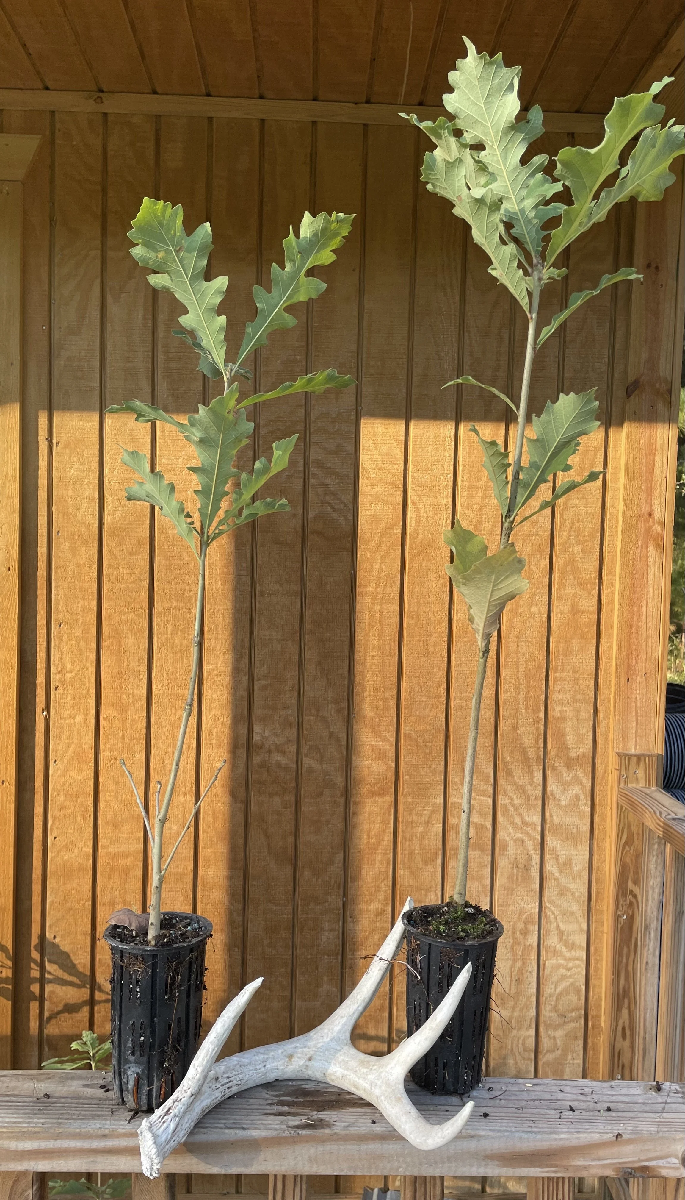 Hardwoods — Bolu Tree Nursery