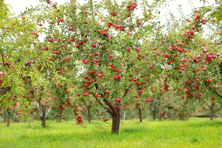Apples — Bolu Tree Nursery