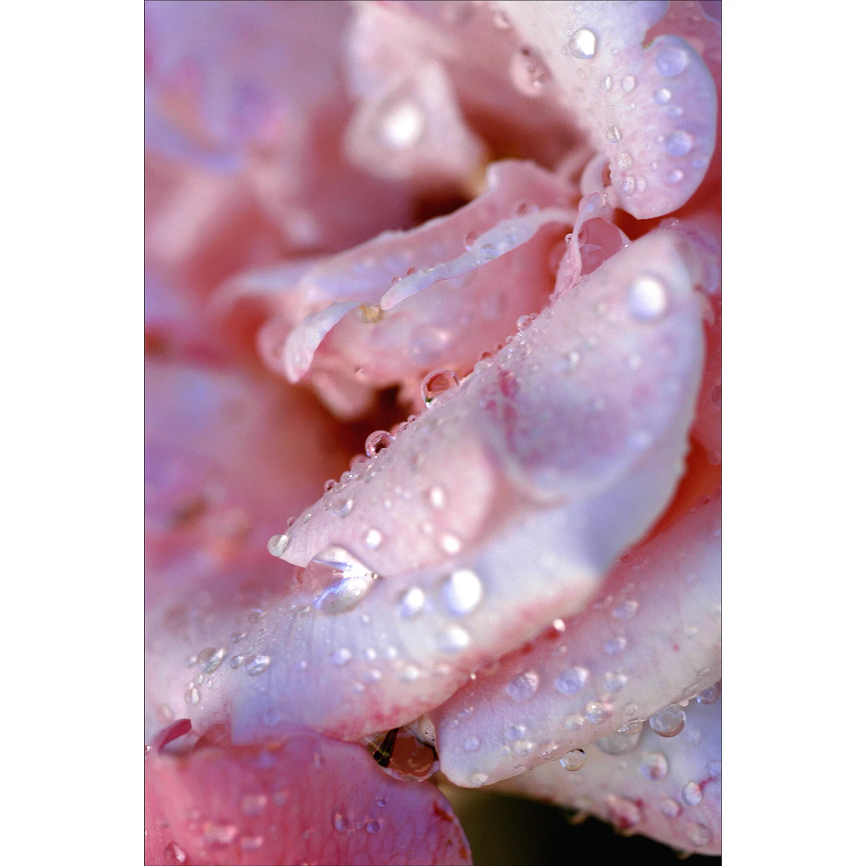 Wet_Pink_Onscreen_Square.jpg