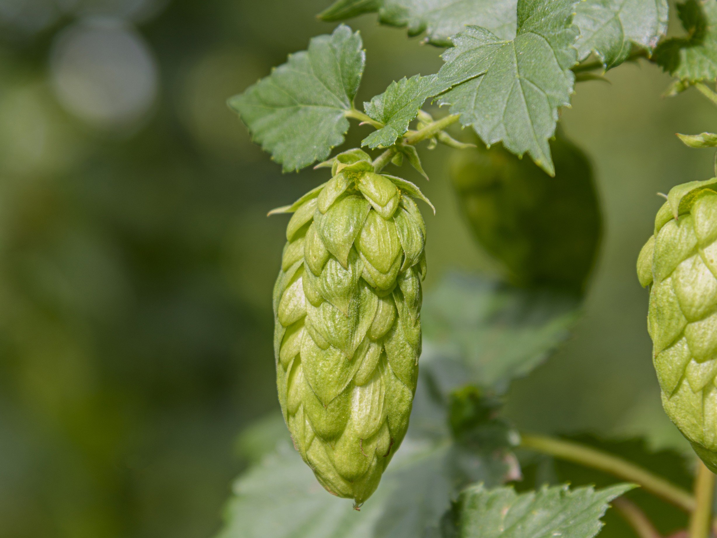 New NZ hop variety set for commercial launch