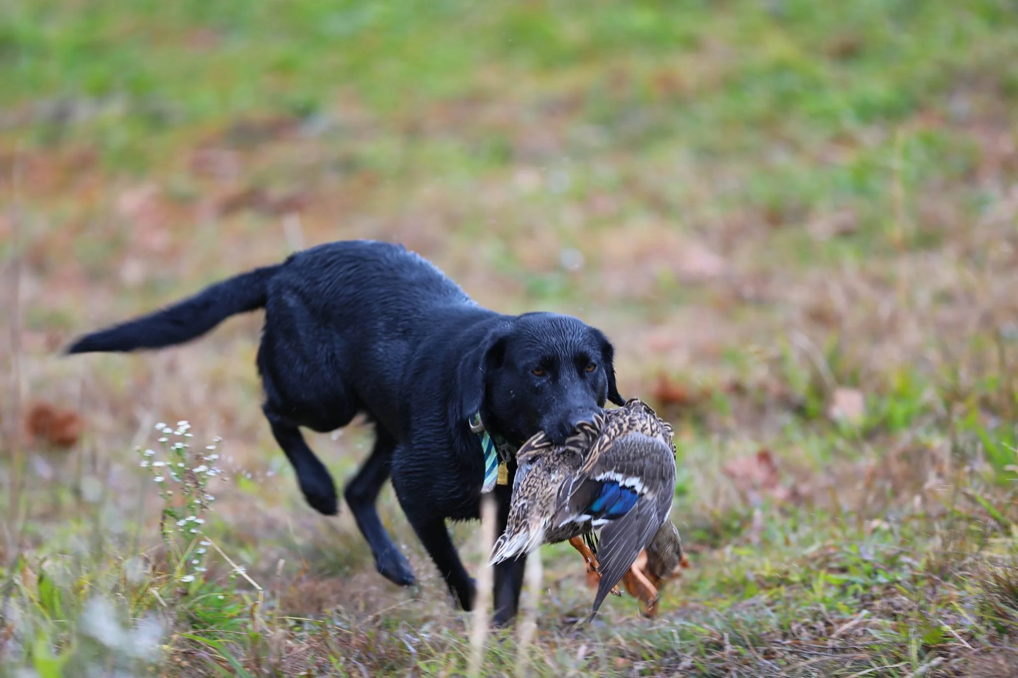 Wily Creek Duck Preserve