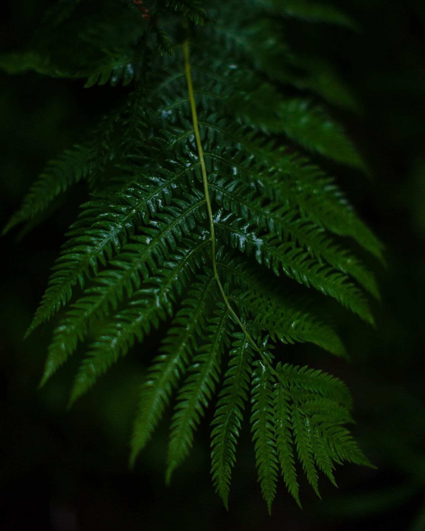Dusk in the rainy forest yesterday. 🌿🌧

#memorialdayweekend #hudsonvalley #fern #forest #shotoncanon