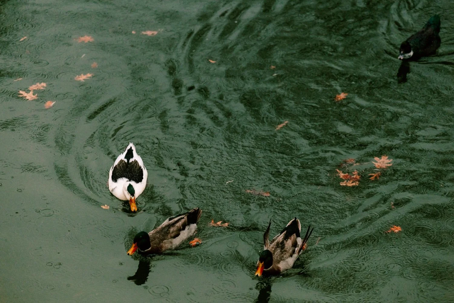 ducks in the pond on a rainy day at Buttermilk Falls Inn and Spa