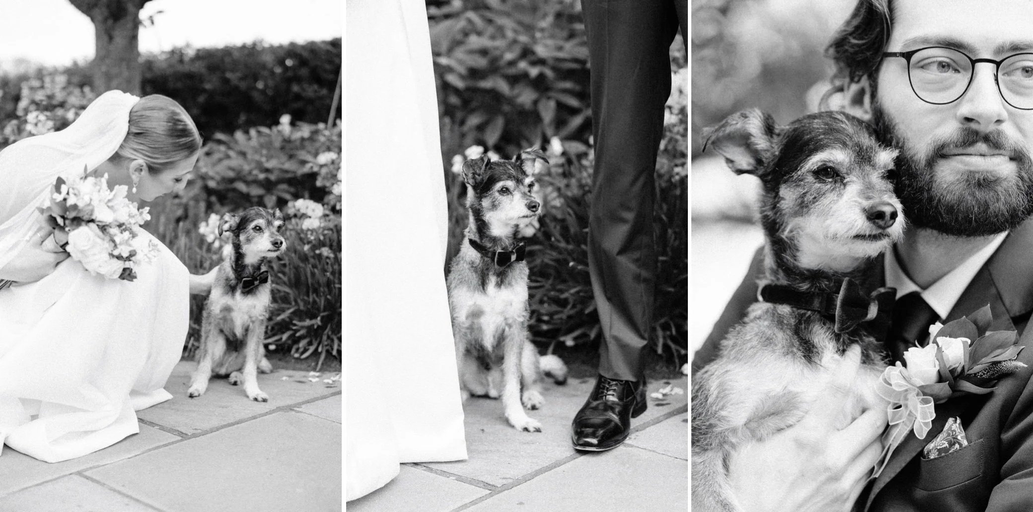  hudson valley documentary wedding photographs of couple with puppy at the garrison 