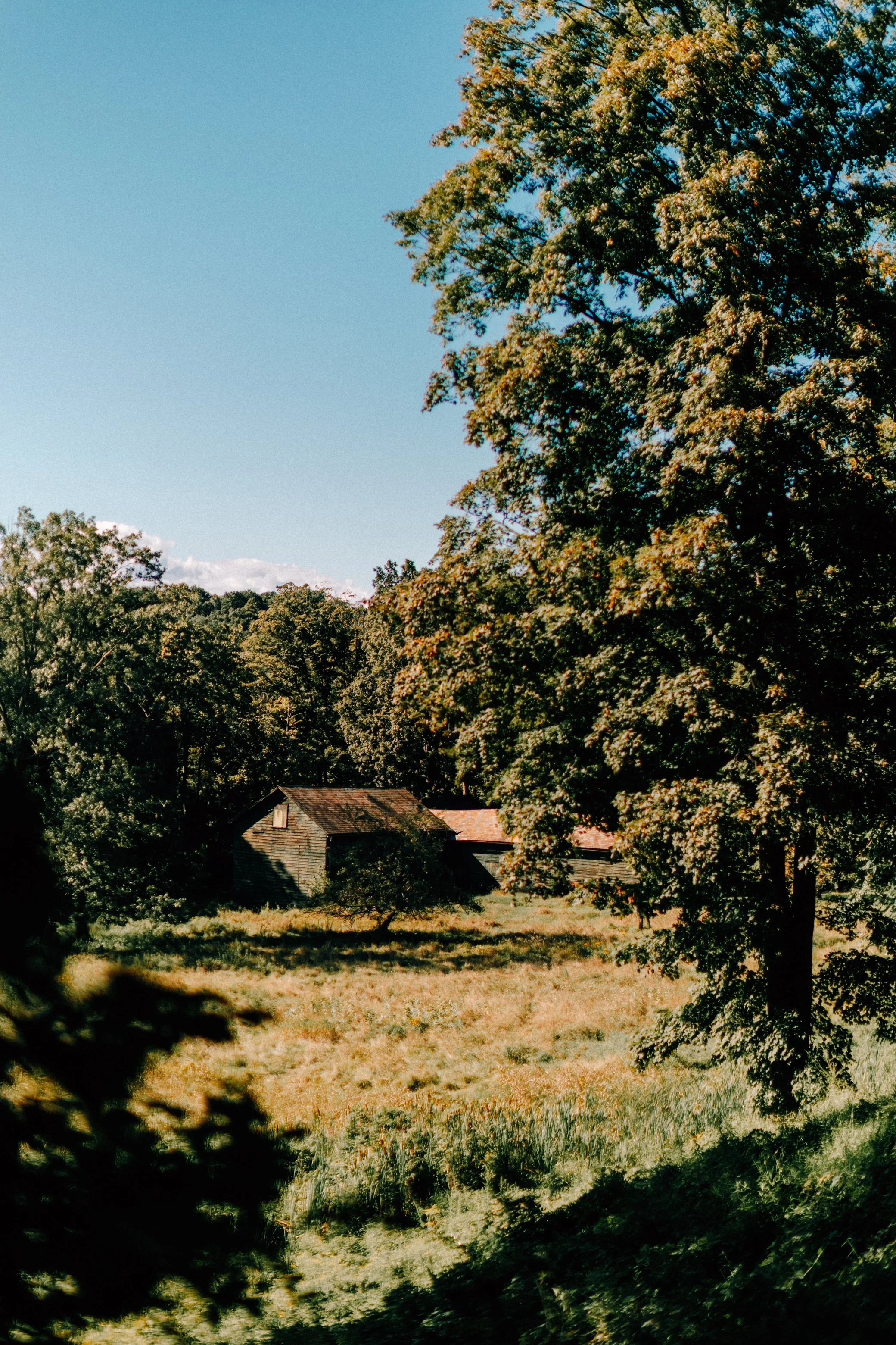 photograph of a rural landscape with a field and large trees, an old wooden barn, under a clear blue sky at Locust Grove in Poughkeepsie, NY by Caitlinn Mahar-Daniels, hudson valley wedding photographer.