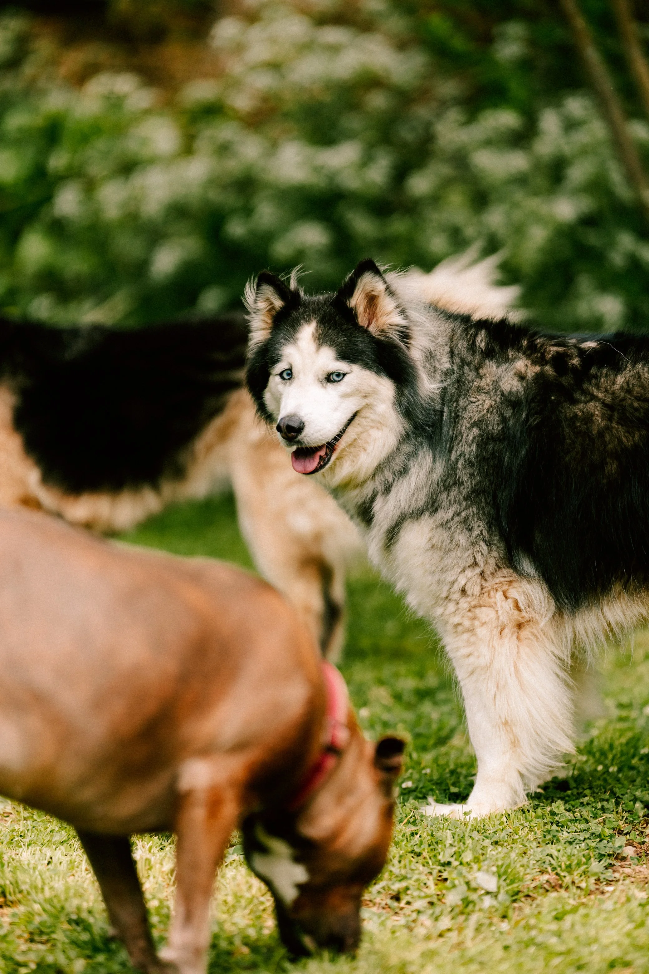 Photograph of smiling husky dog with blue eyes standing on grass, surrounded by other dogs in a park. The dogs of Caitlinn Mahar-Daniels, hudson valley wedding photographer.