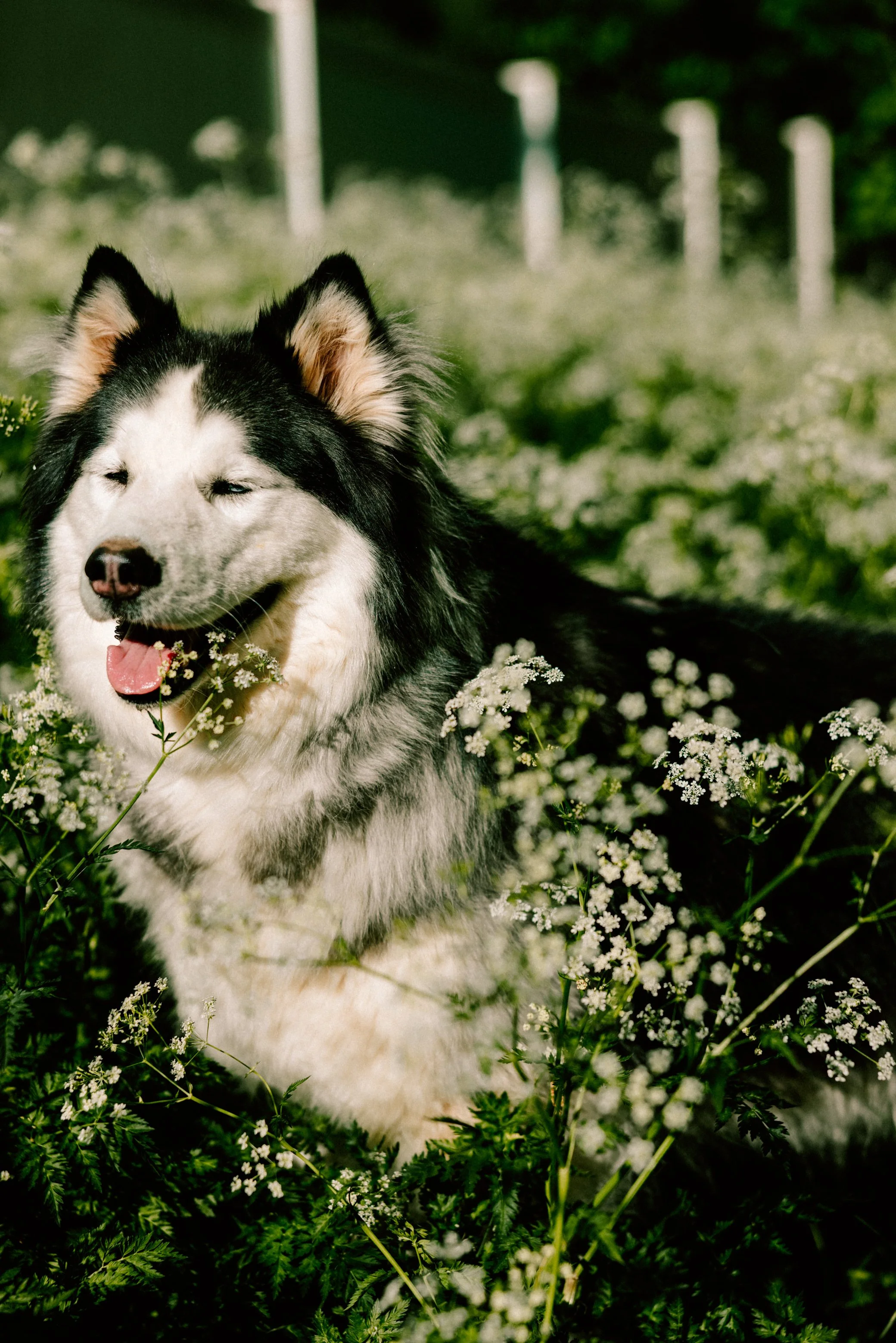 Photograph of a Siberian Husky with black and white fur in a field of white wildflowers, smiling with eyes closed and tongue slightly out by Caitlinn Mahar-Daniels, hudson valley wedding photographer.