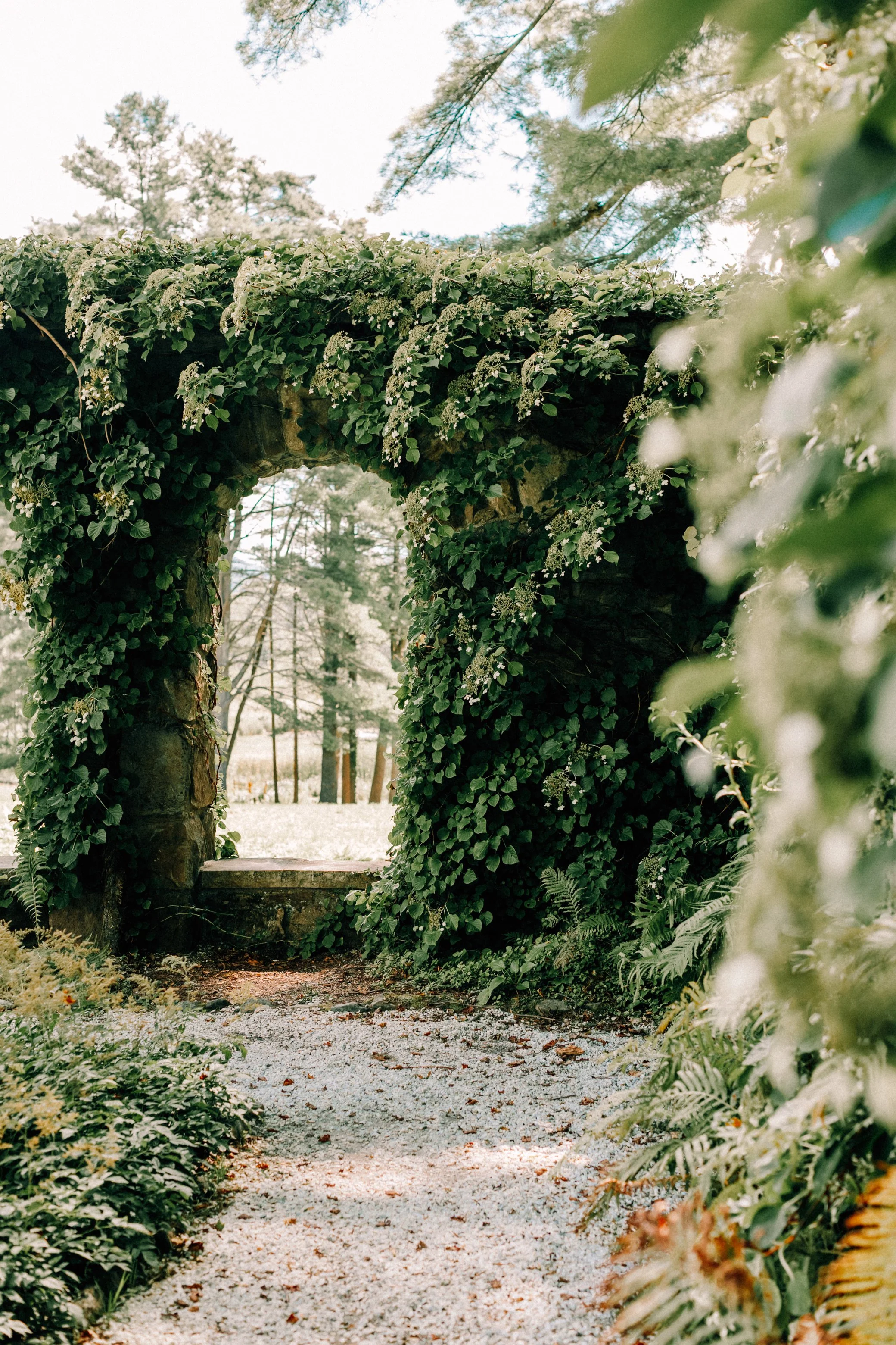 Photograph of a garden archway at The Mount, Edith Wharton's home in The Berkshires, covered in green ivy and white flowers, with a gravel path leading through it to a wooded area in the background.