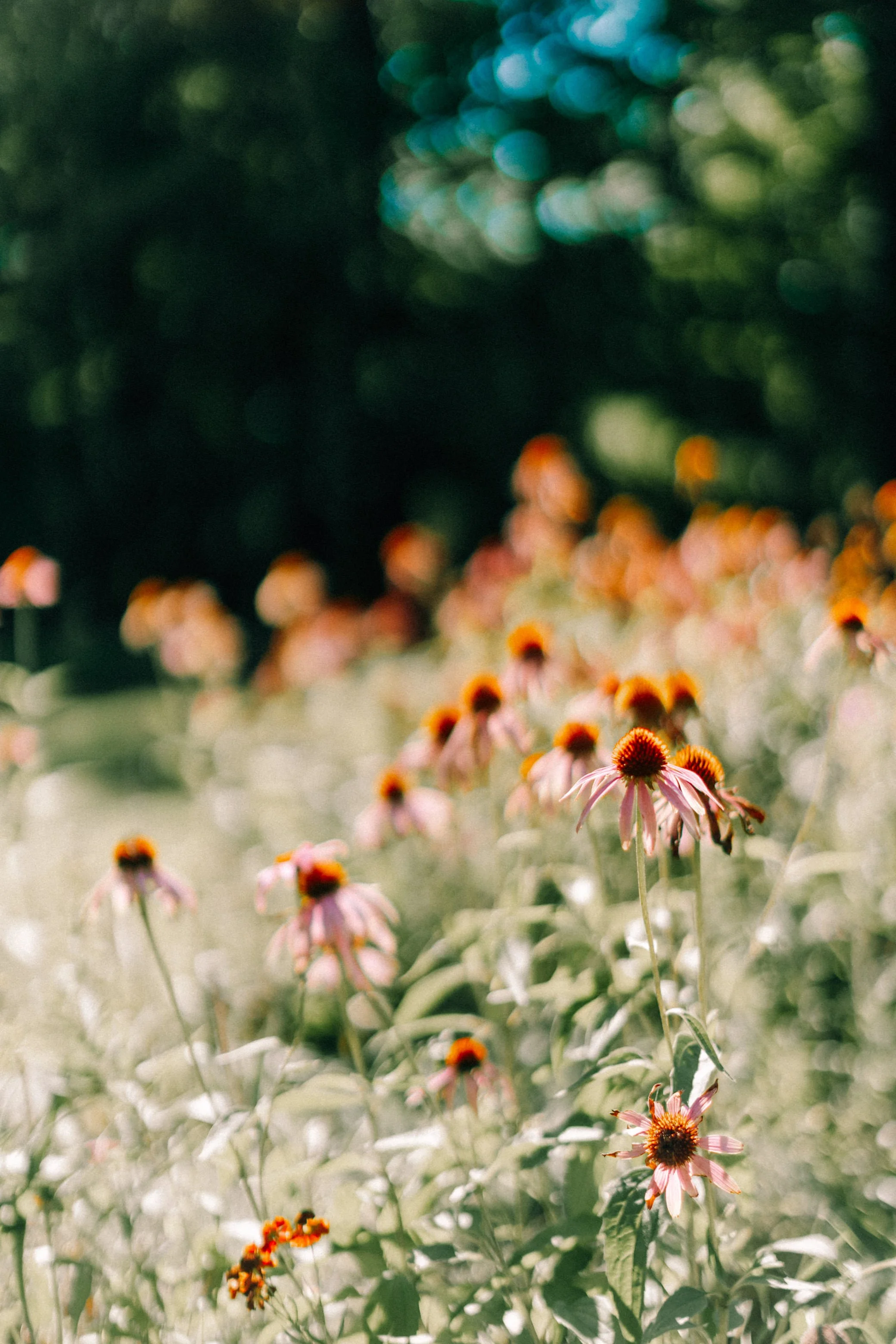 Photograph of a close-up of pink coneflowers with orange centers in a garden during daytime, blurred background with green foliage at Locust Grove Estate in Poughkeepsie, NY by Caitlinn Mahar-Daniels, hudson valley wedding photographer.