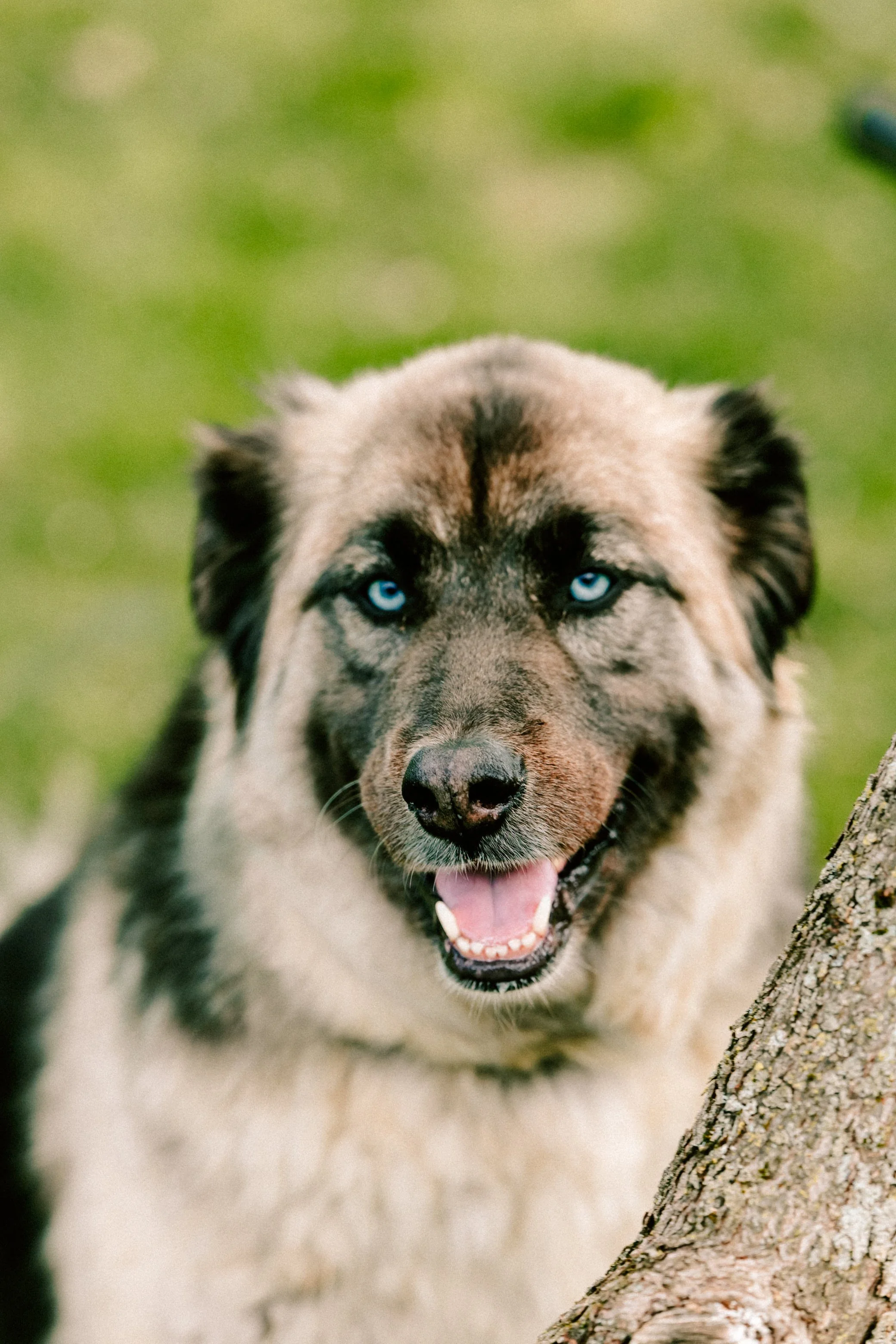 Photograph of a close-up of a dog with grey and black fur, blue eyes, and an open mouth, outdoors near a tree with a blurred green background by Caitlinn Mahar-Daniels, hudson valley wedding photographer.