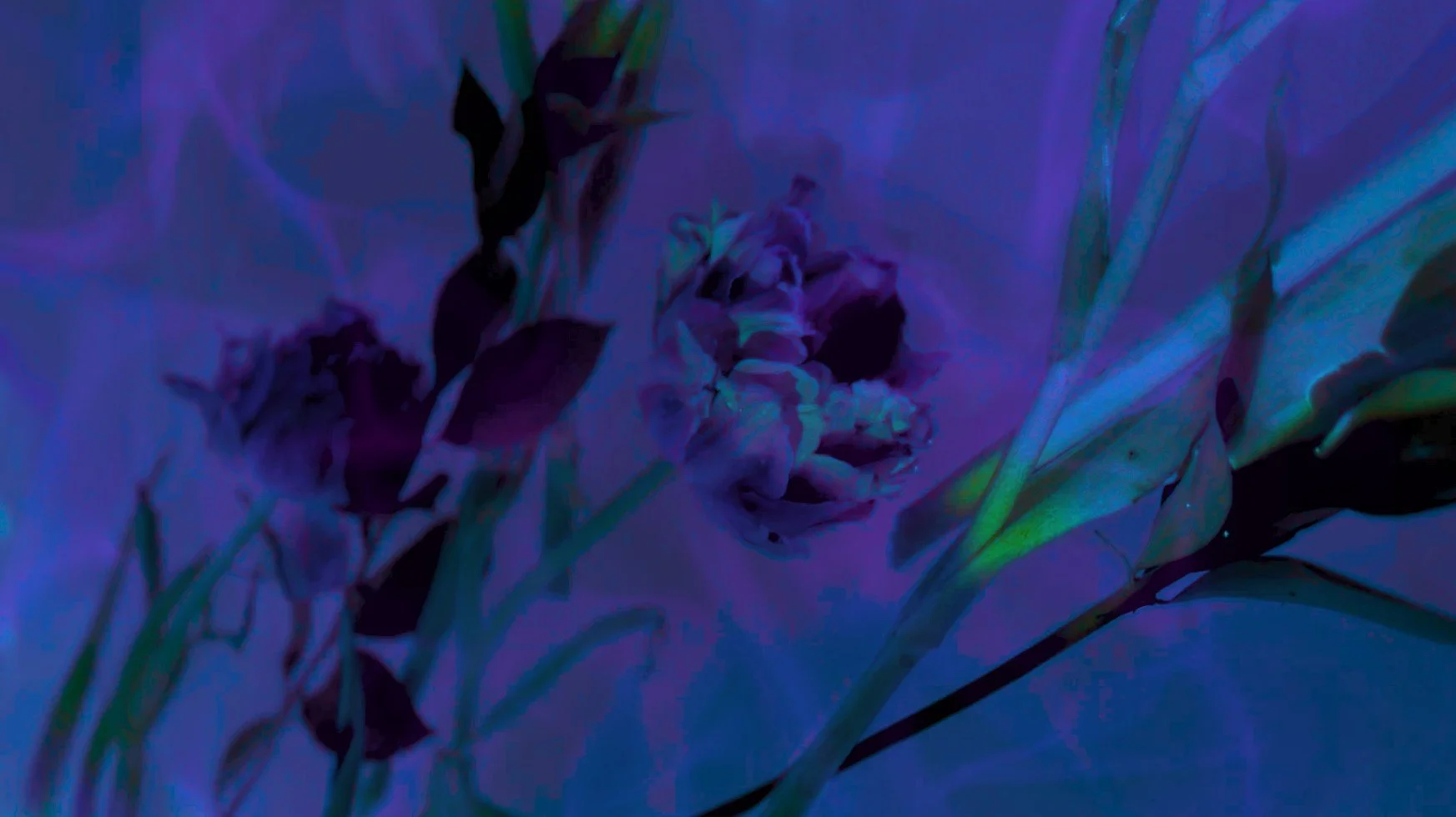 background for website.jpg
