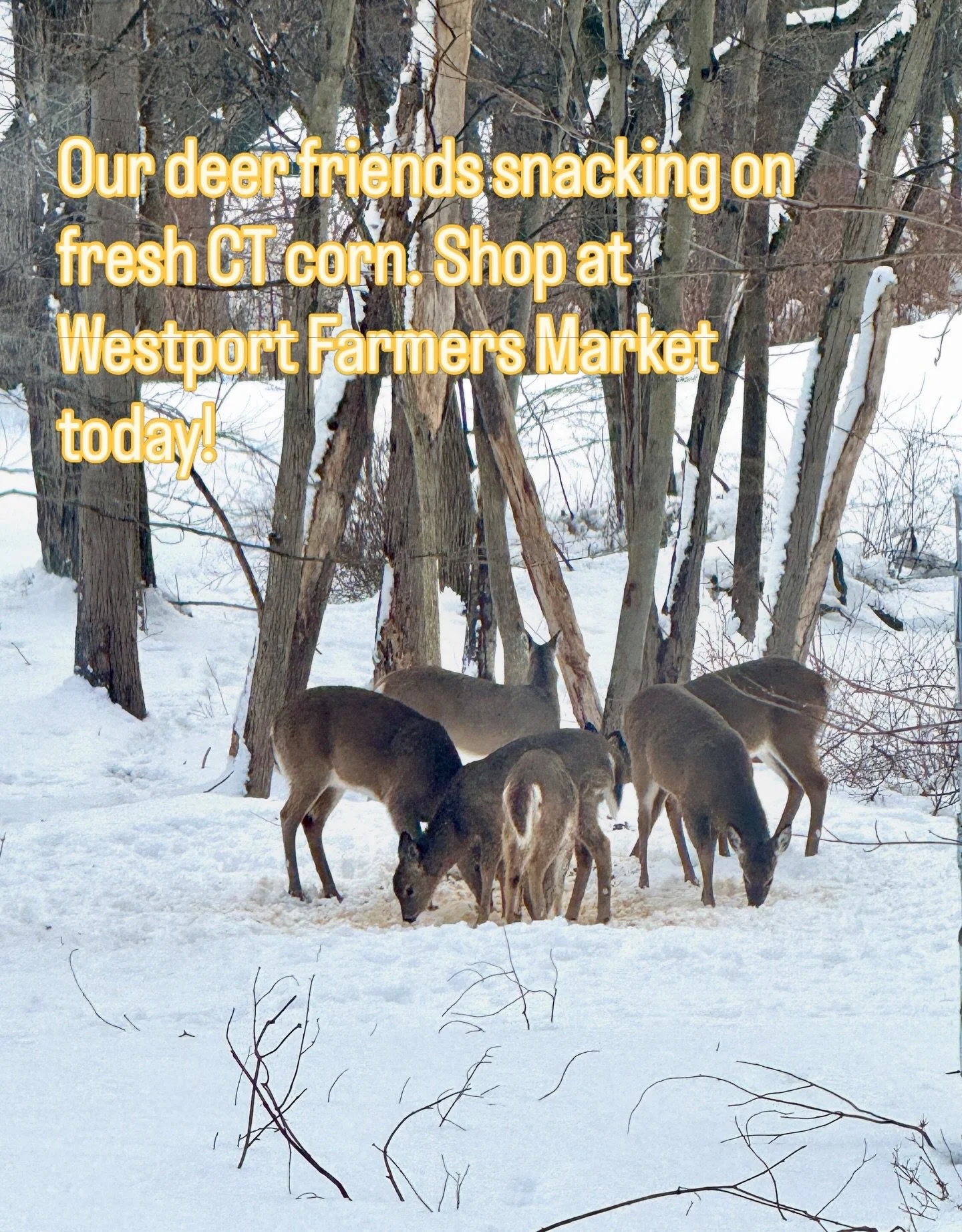 After our mash this week we brought home a few buckets of the spent Connecticut corn. The deer and squirrels are loving it! We usually recycle at WeCare Denali in Fairfield, but we thought our deer friends would enjoy.