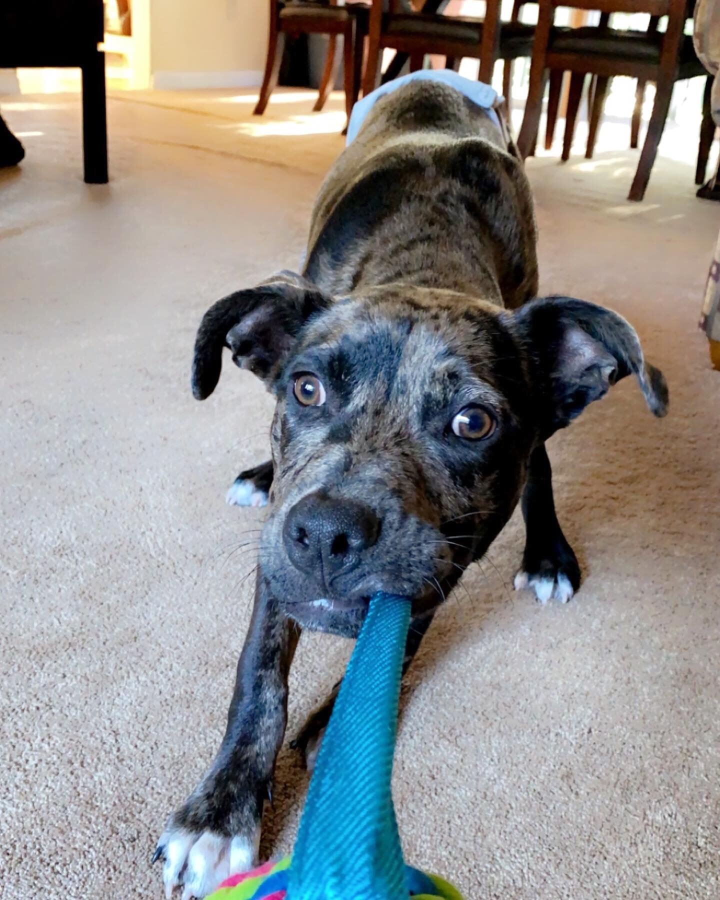My man Rolo loves playing tug and playing with his flirt pole! What toys do you use to play/train with your best friend? 

.
.
.

Start training your dog with us today by DMing us or text/call us (201) 983-7699 to schedule a free consultation

.
.
.
