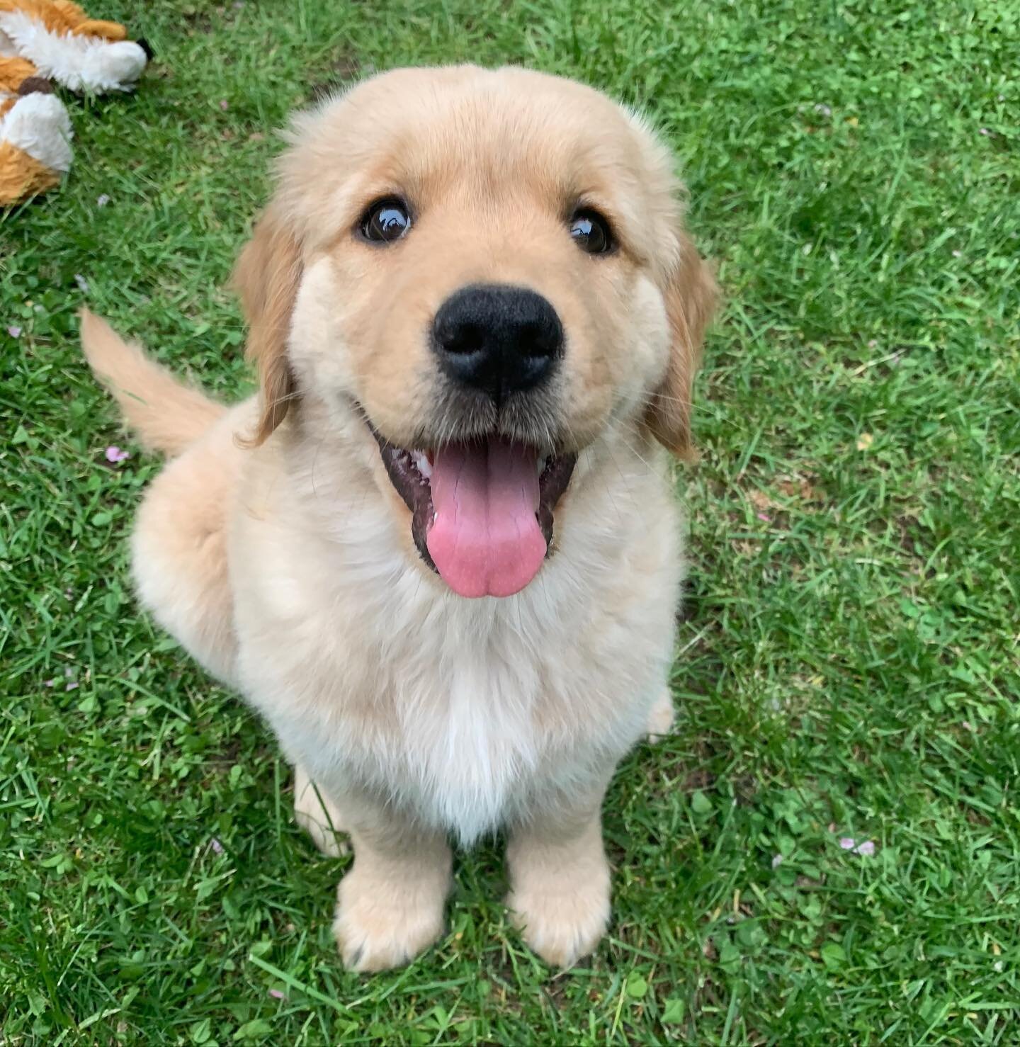 🐶😍 How cute is Riley?!? Keep up the good work, see you soon!

.
.
.

Start training your dog with us today by DMing us or text/call us (201) 983-7699 to schedule a free consultation

.
.
.

#ObedientK9 #NJdogtrainer #Dogtraining #dog #goldenretriev
