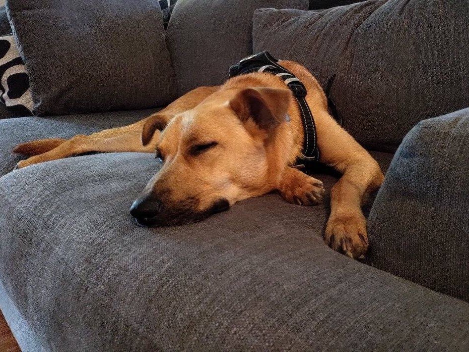 Is your dog exhausted after a training session? If not, be like Goose and give us a call! See you soon, Goose 🐶

.
.
.

Start training your dog with us today by DMing us or text/call us (201) 983-7699 to schedule a free consultation

.
.
.

#Obedien