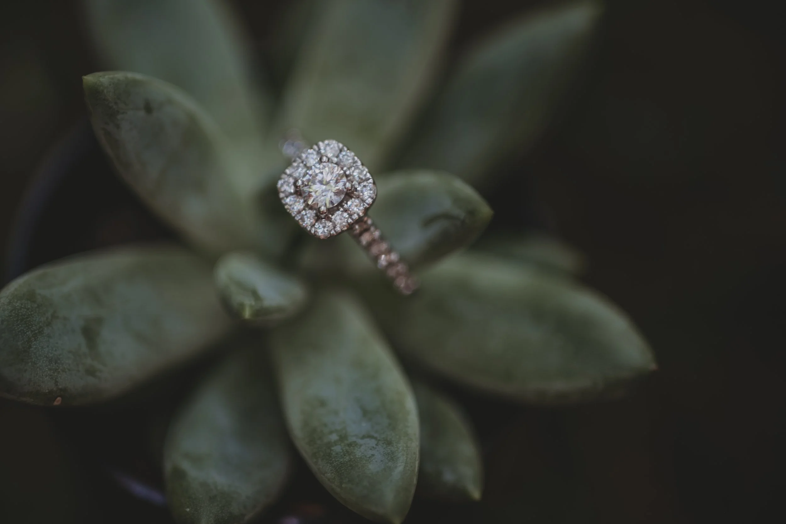 Summer Wilde Photography || Ohio Photographer