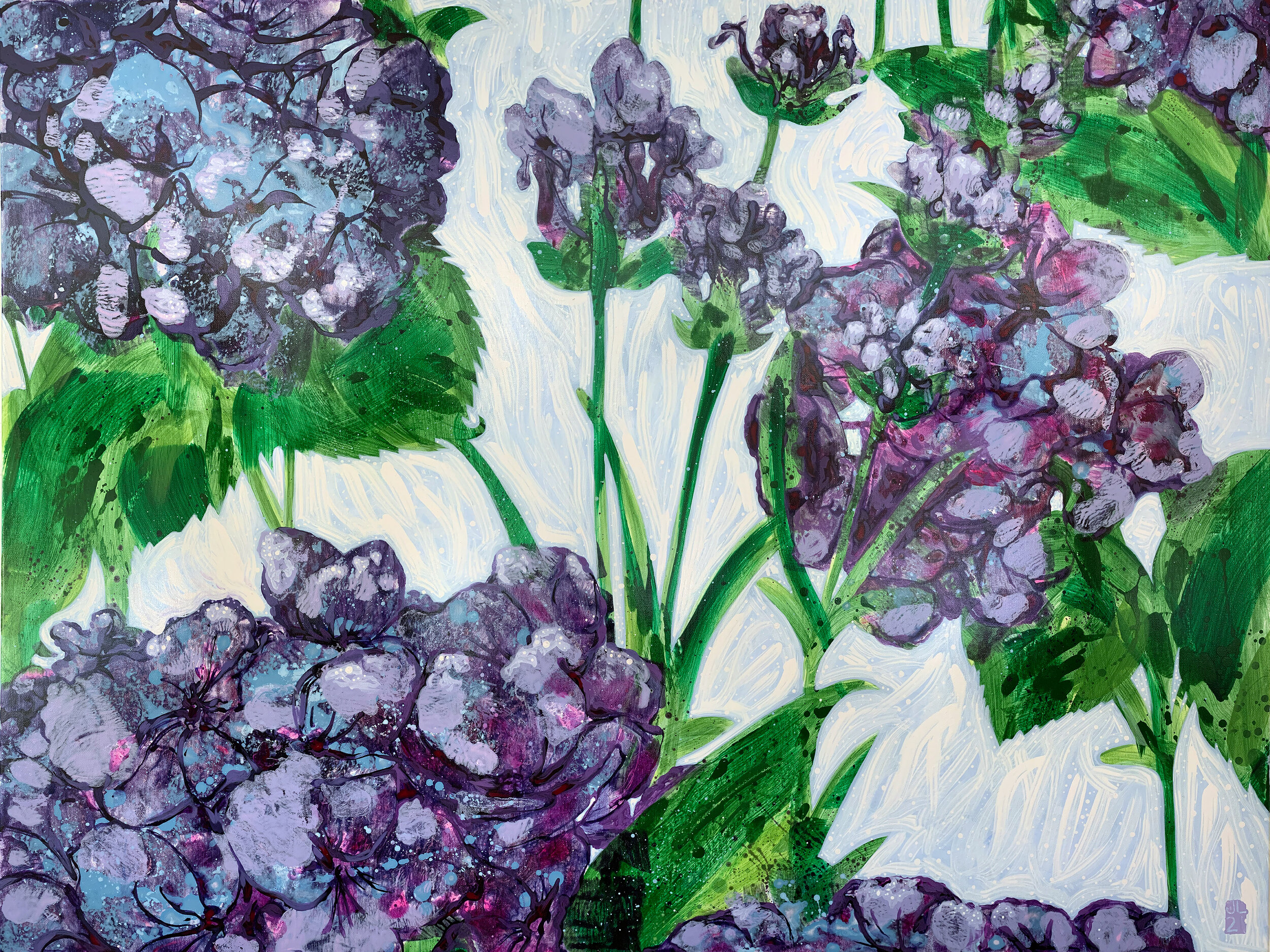 SPLASH HYDANGAS72.jpg