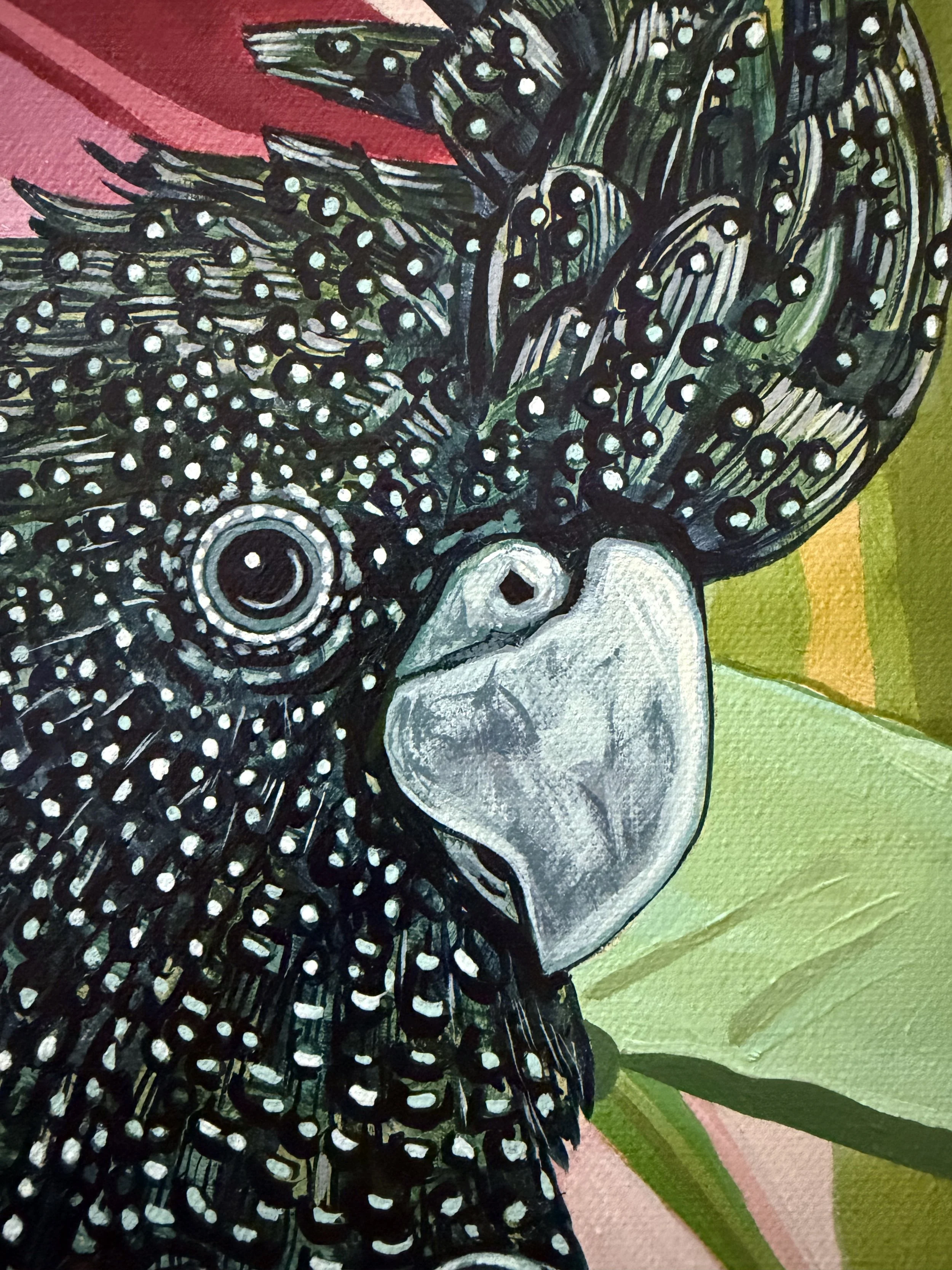 Red tailed black cockatoo close-up.jpg