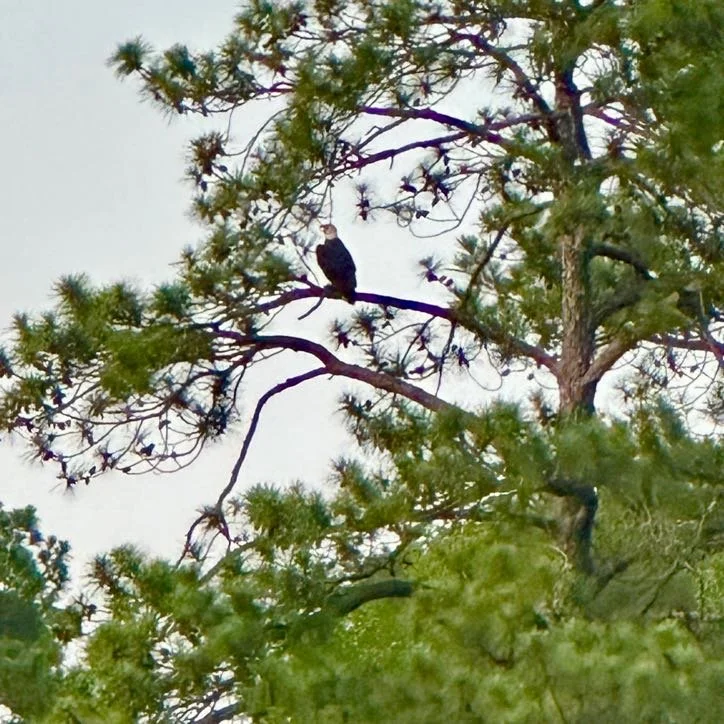 Bald Eagle Search Paddle