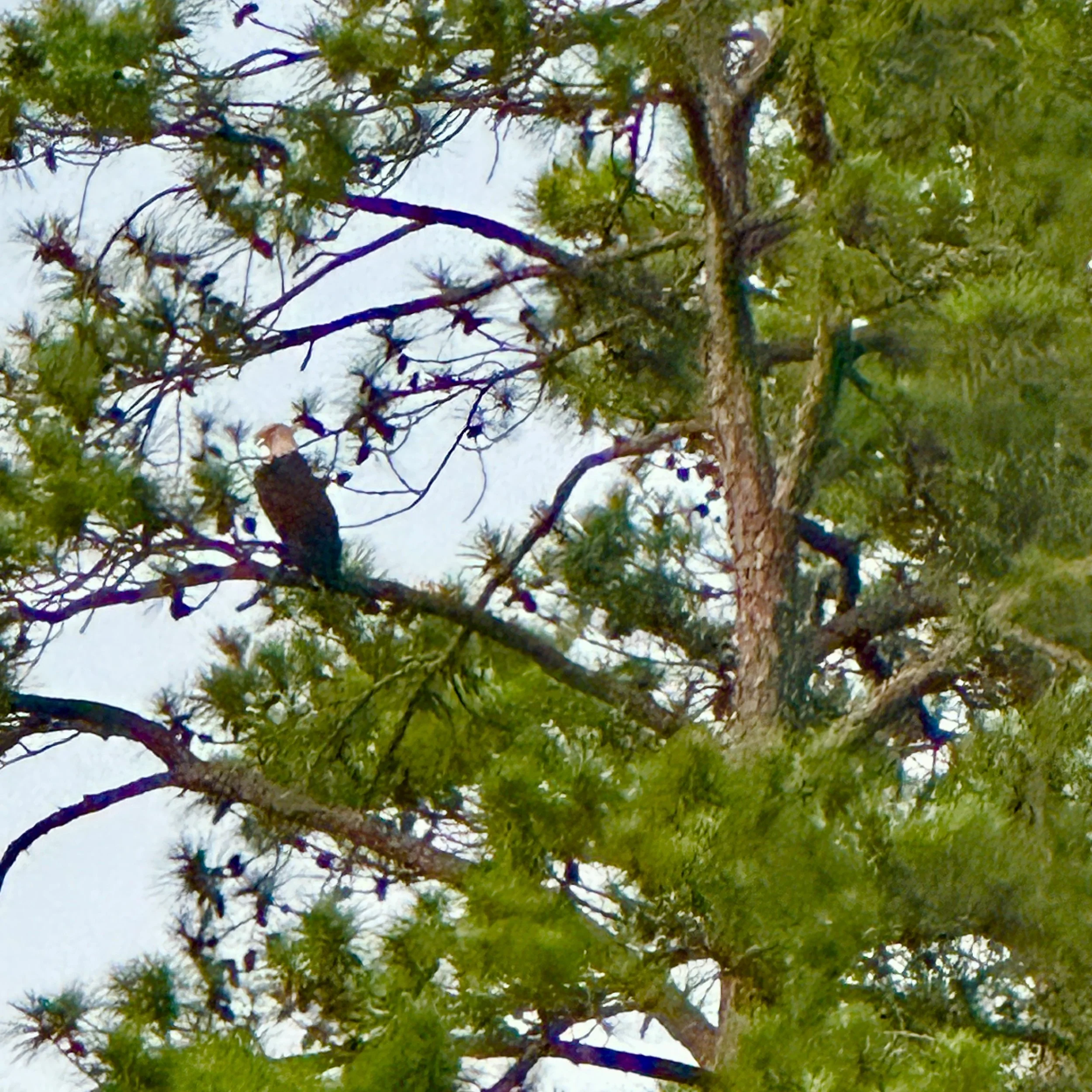 IMG_7868.jpg