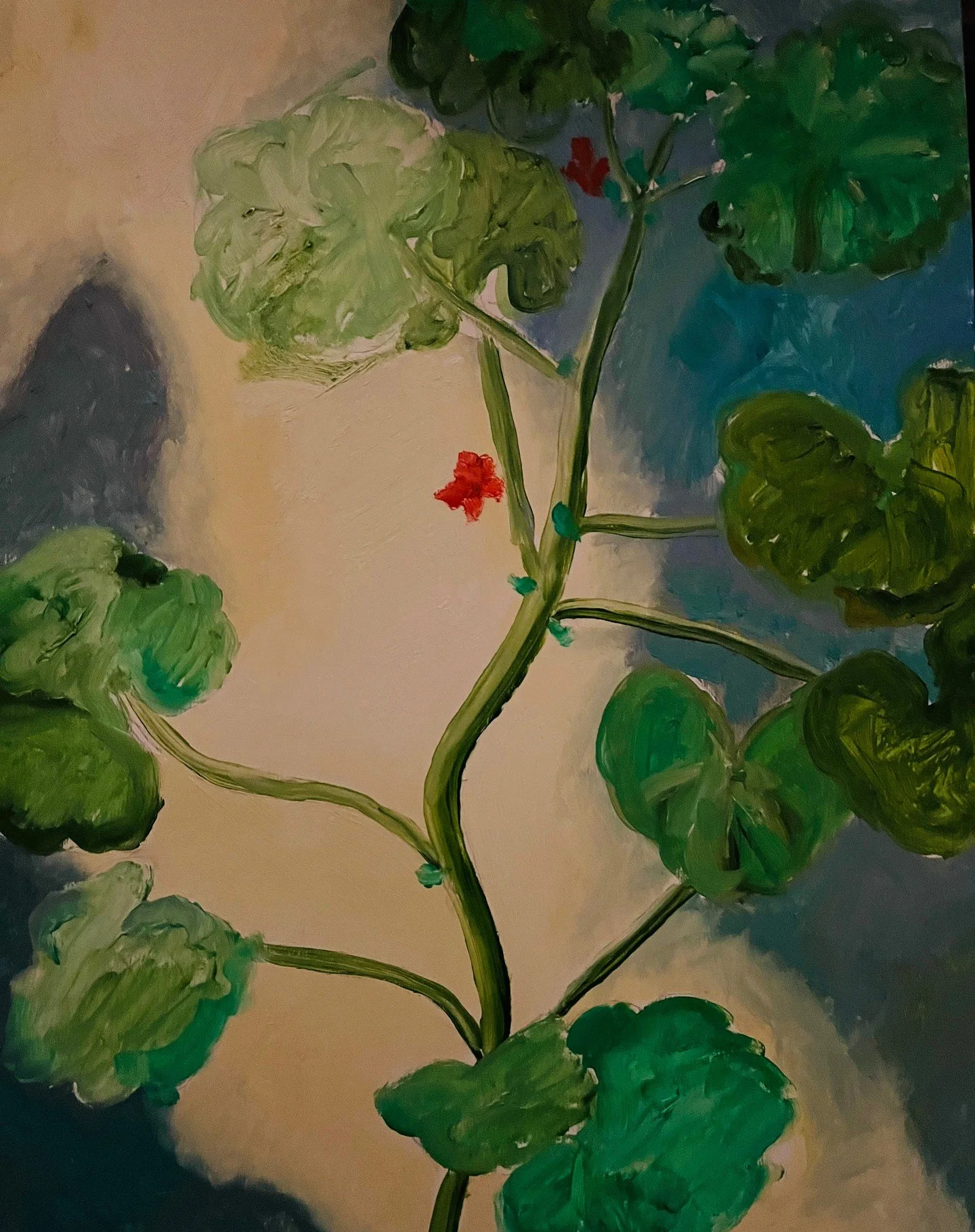 Geranium