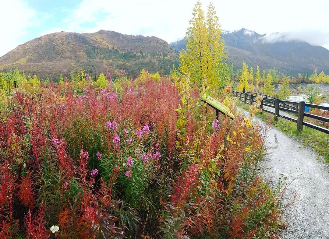 color of fall 5.jpg