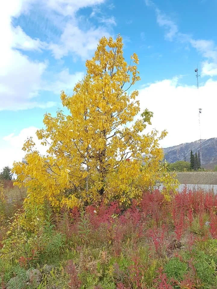 color of fall 6.jpg