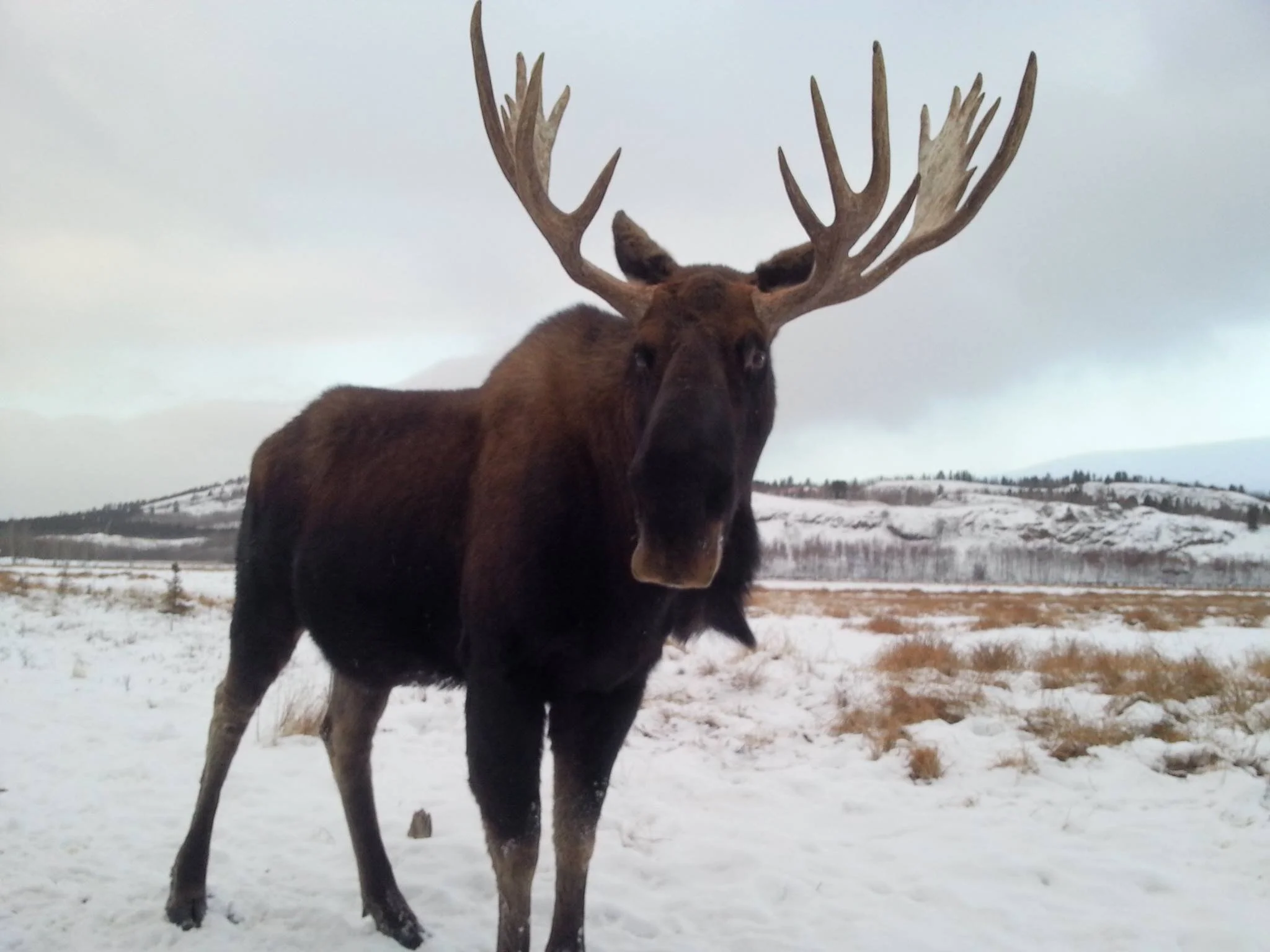YWP+moose.jpg
