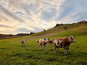 Salonek Farms