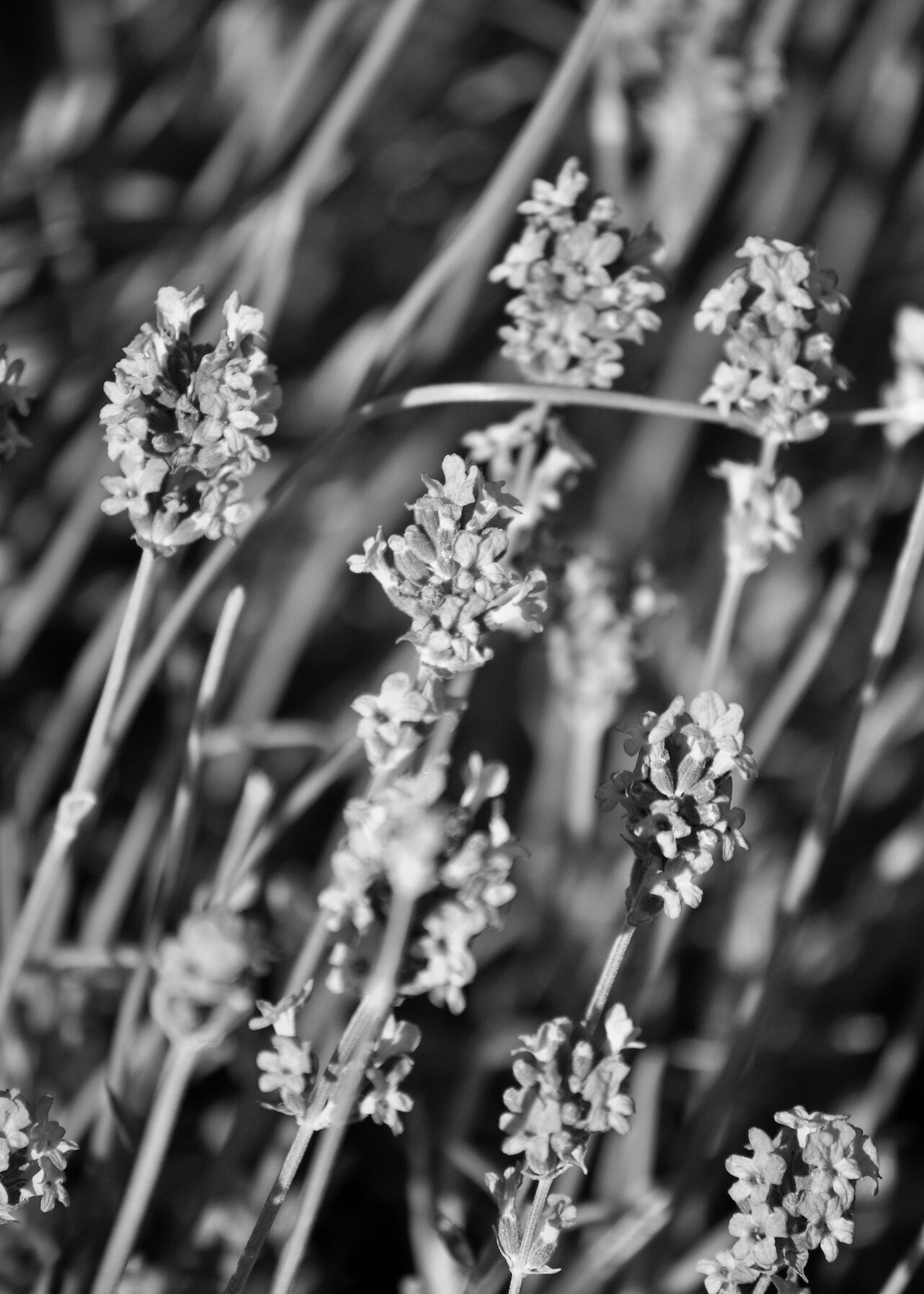 DSC_0010 2B+W.jpeg
