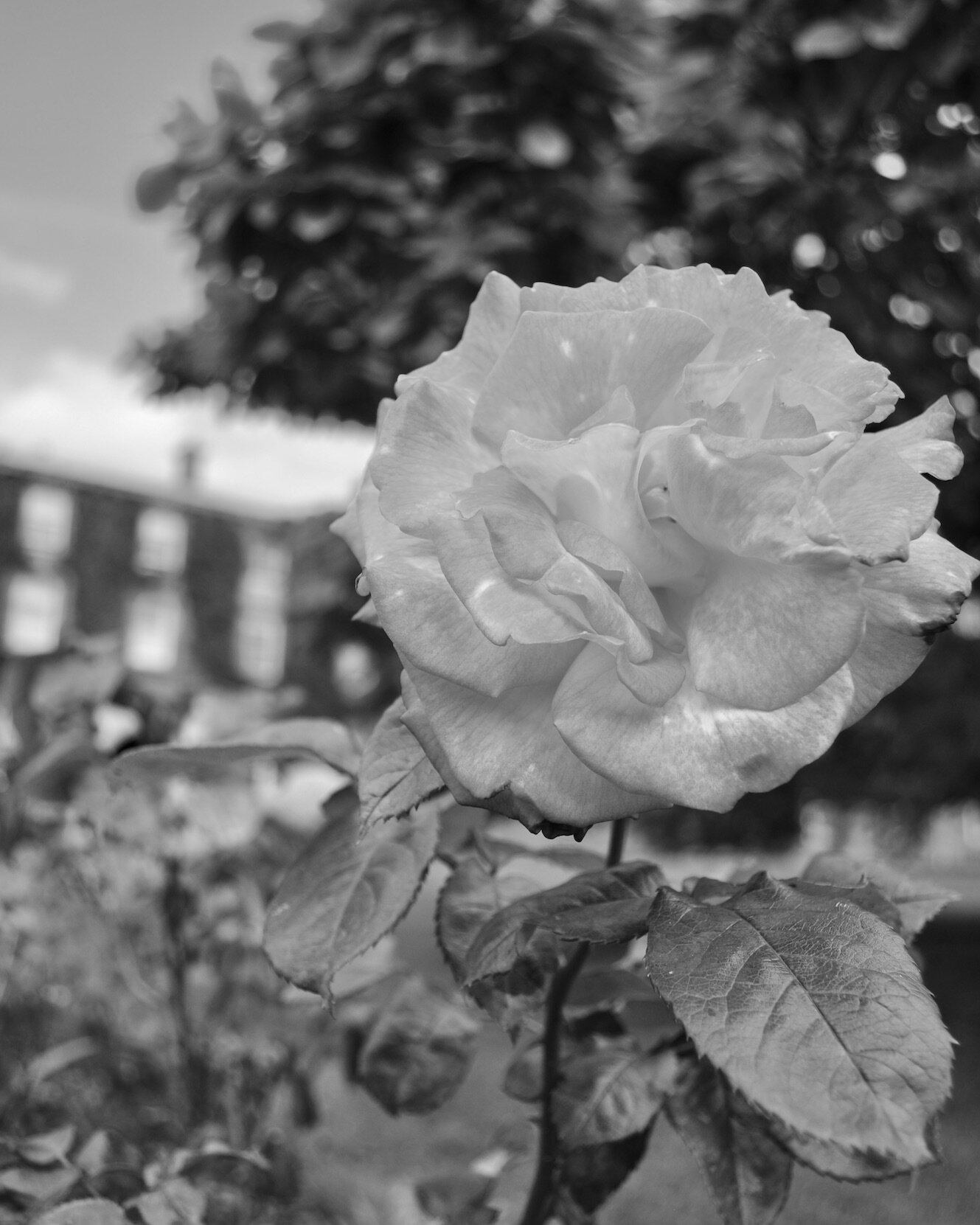 DSC_0030 2B+W.jpeg