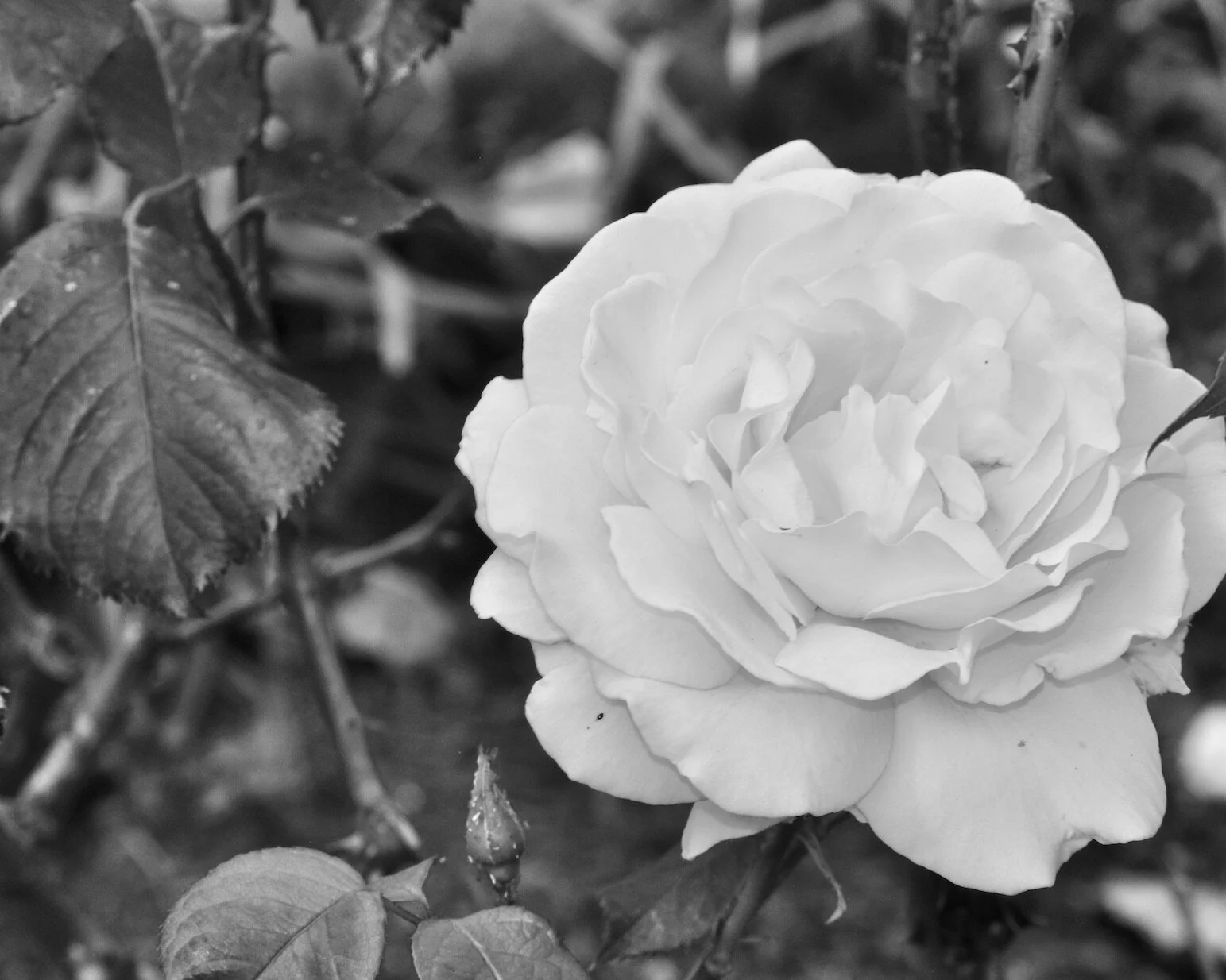 DSC_0139 2B+W.jpeg