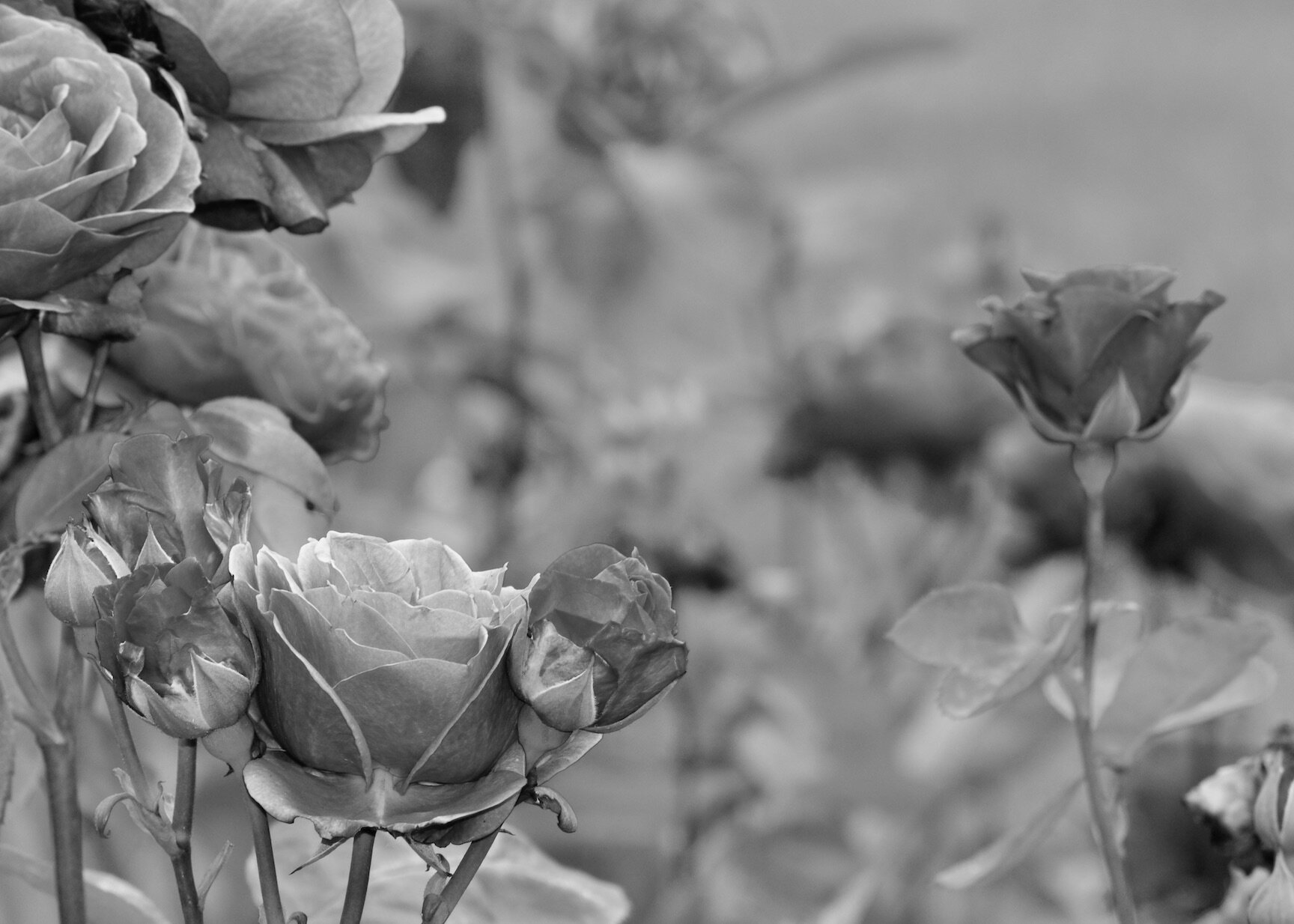 DSC_0141 2B+W.jpeg