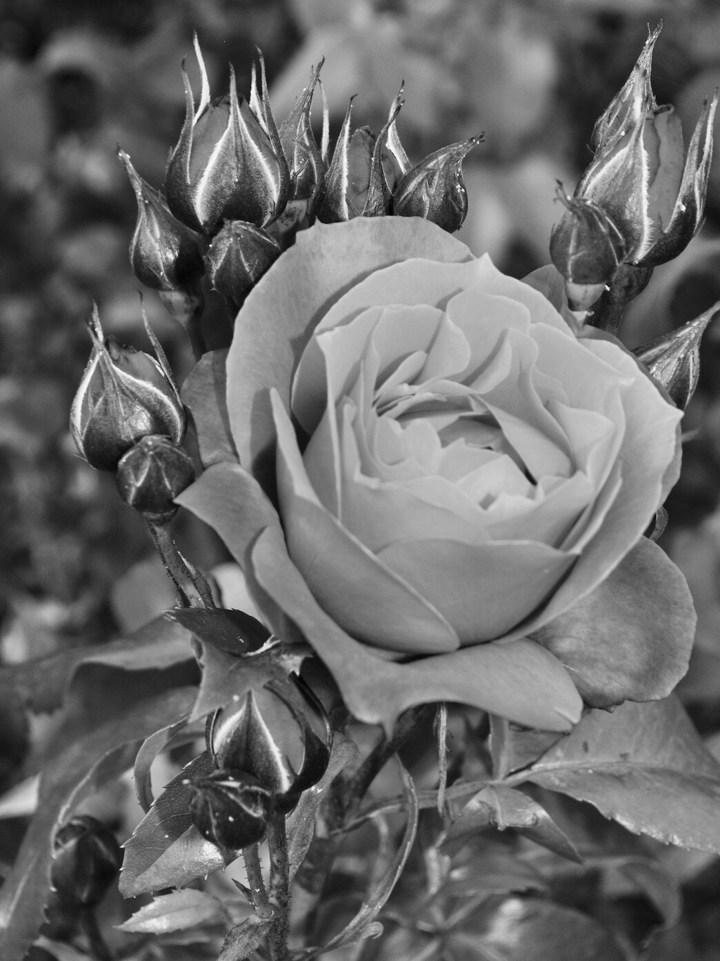DSC_0182 2B+W.jpeg