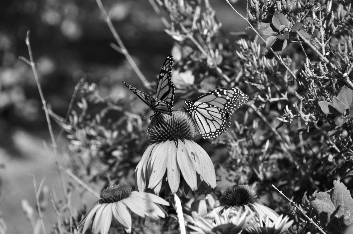 DSC_0679 2B+W.jpeg