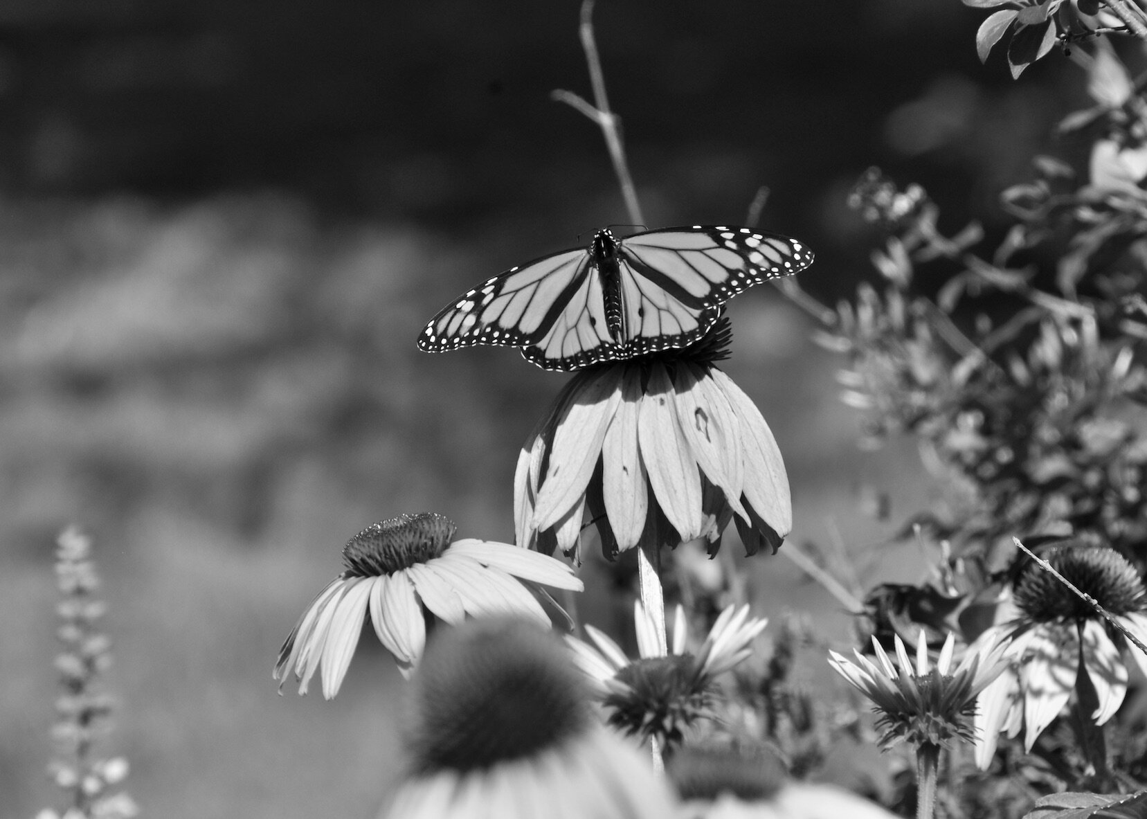 DSC_0678 2B+W.jpeg