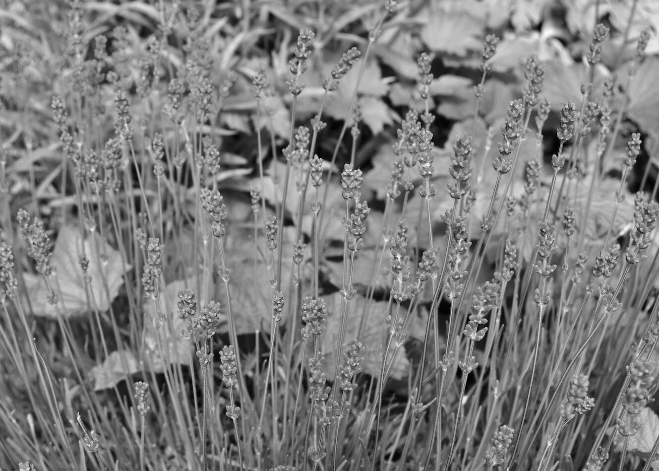 DSC_0958 2B+W.jpeg