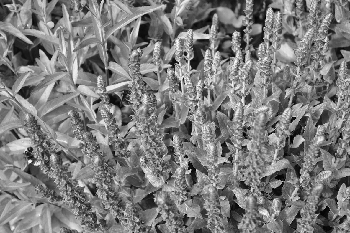 DSC_0959 2B+W.jpeg