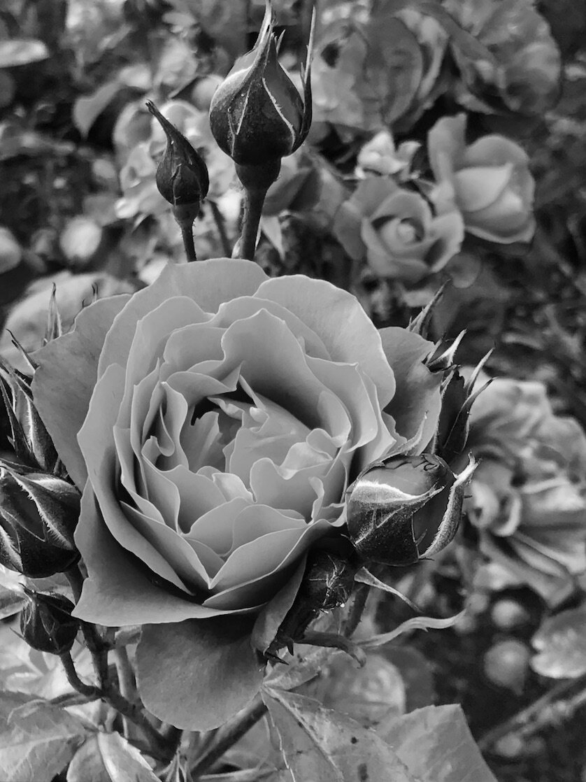 IMG_2599 2B+W.jpeg