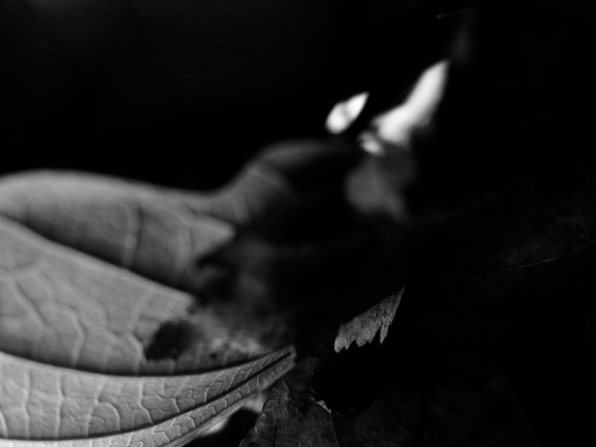 P1050721 2B+W.jpeg