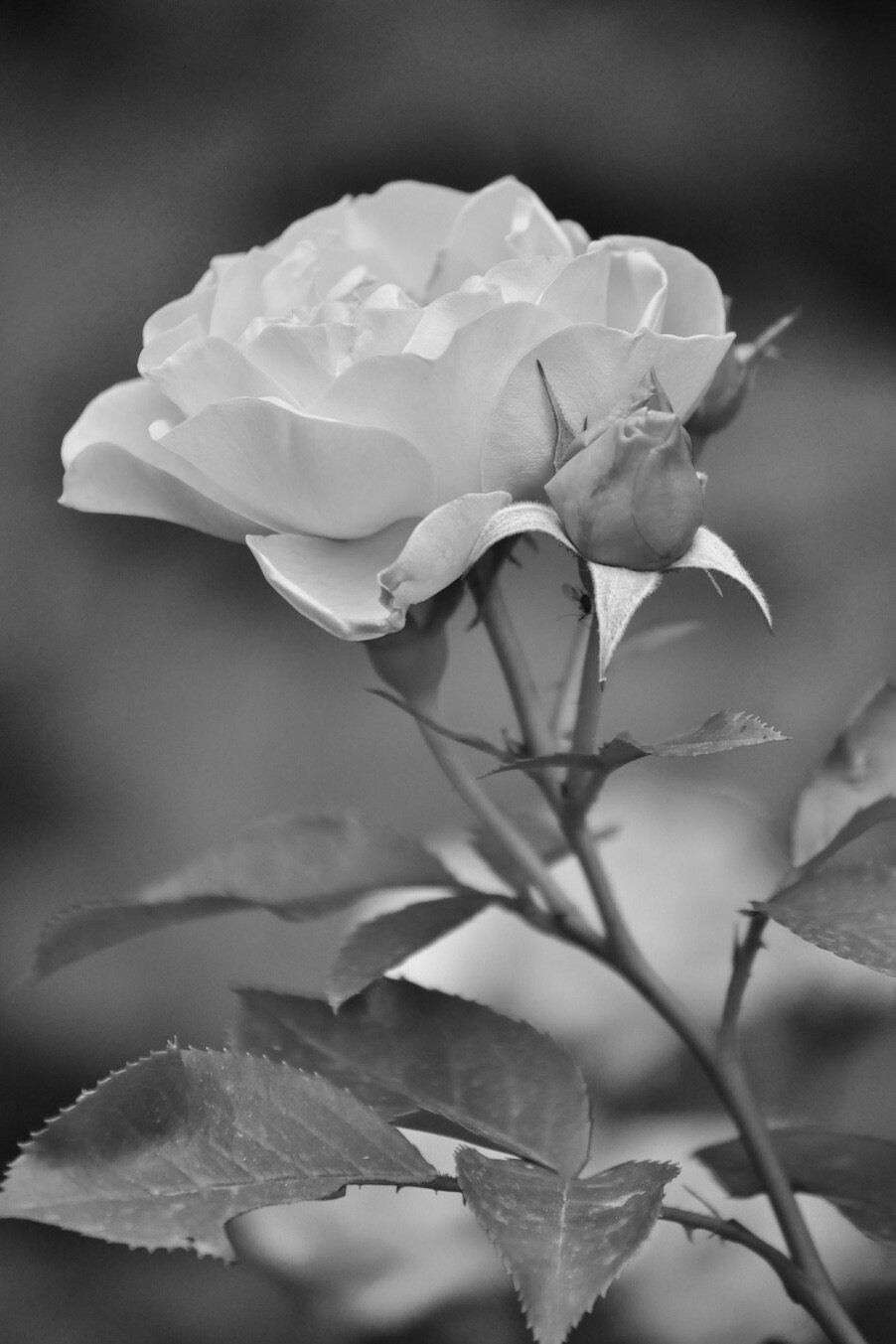 DSC_0850 2B+W.jpeg