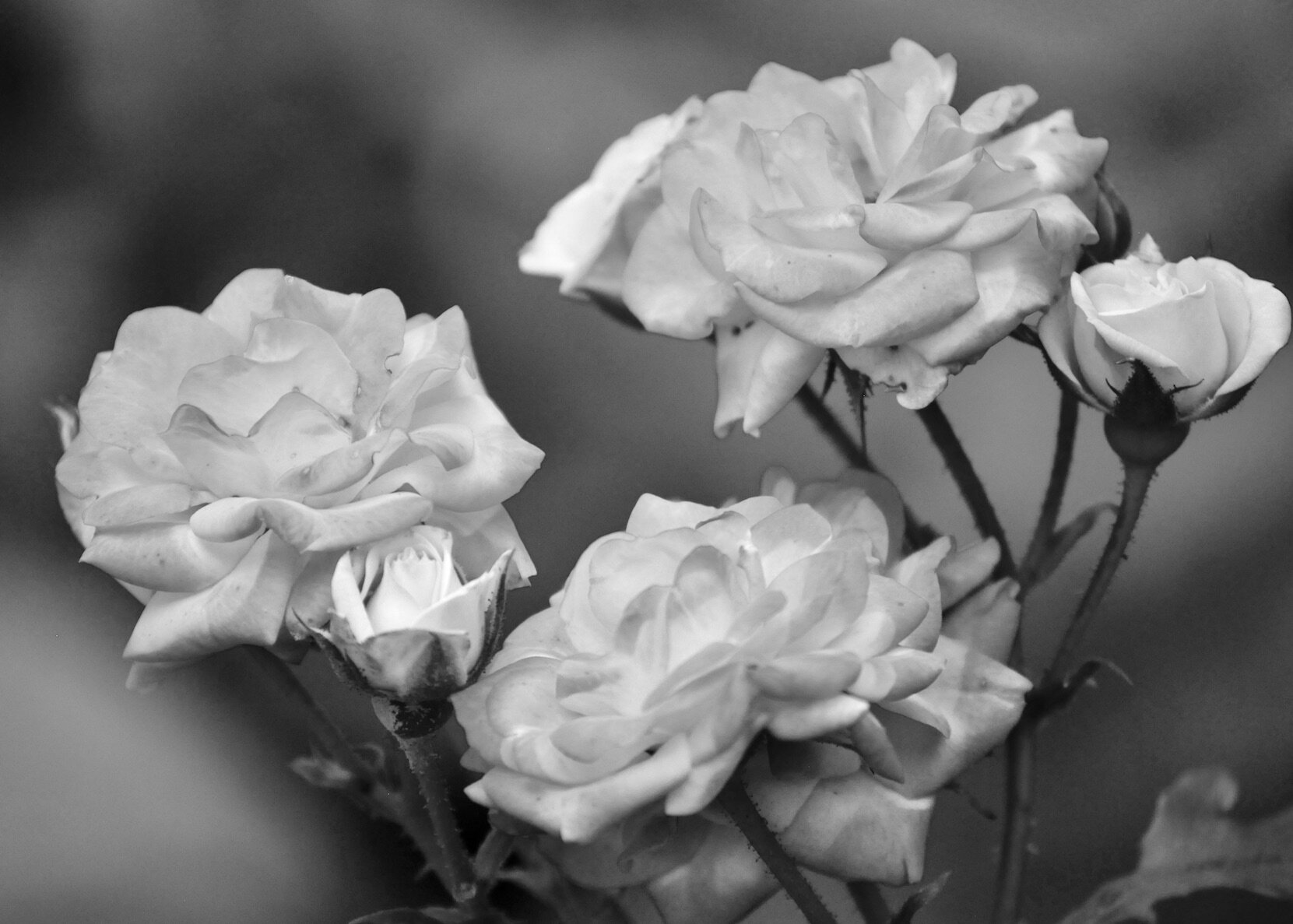 DSC_0853 2B+W.jpeg