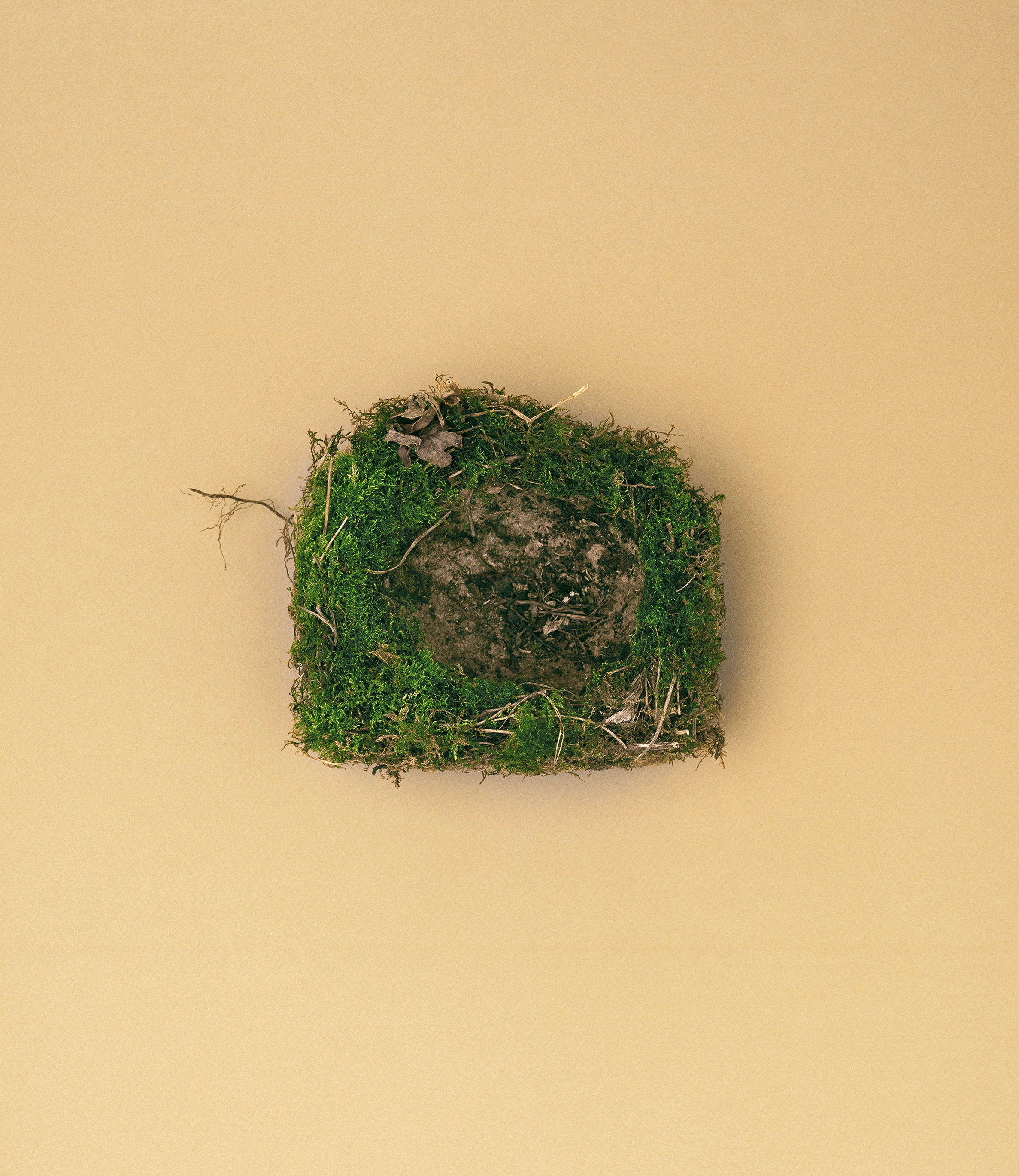 dunnock_OFFICIAL_15cm.jpg