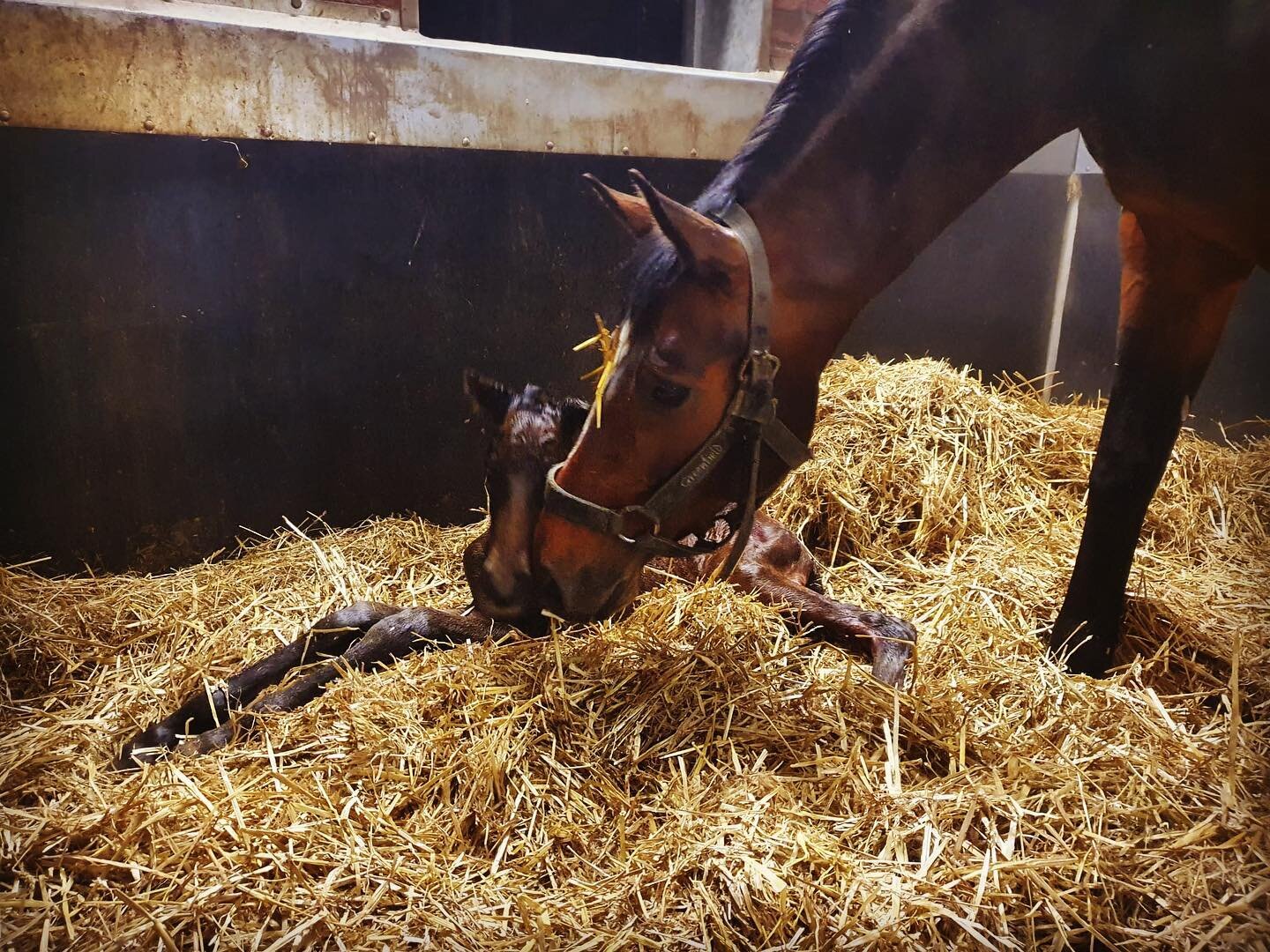 &bull; Welcome to the world babygirl! 🍼❤️ &bull; So excited with our first born filly by Glenfiddich x Rosengold x Rhodium &bull; Name has to start with an &ldquo;S&rdquo;! Any ideas?? &bull;
&bull;
&bull;
&bull;
&bull;
&bull;
&bull;
&bull;
&bull;
&